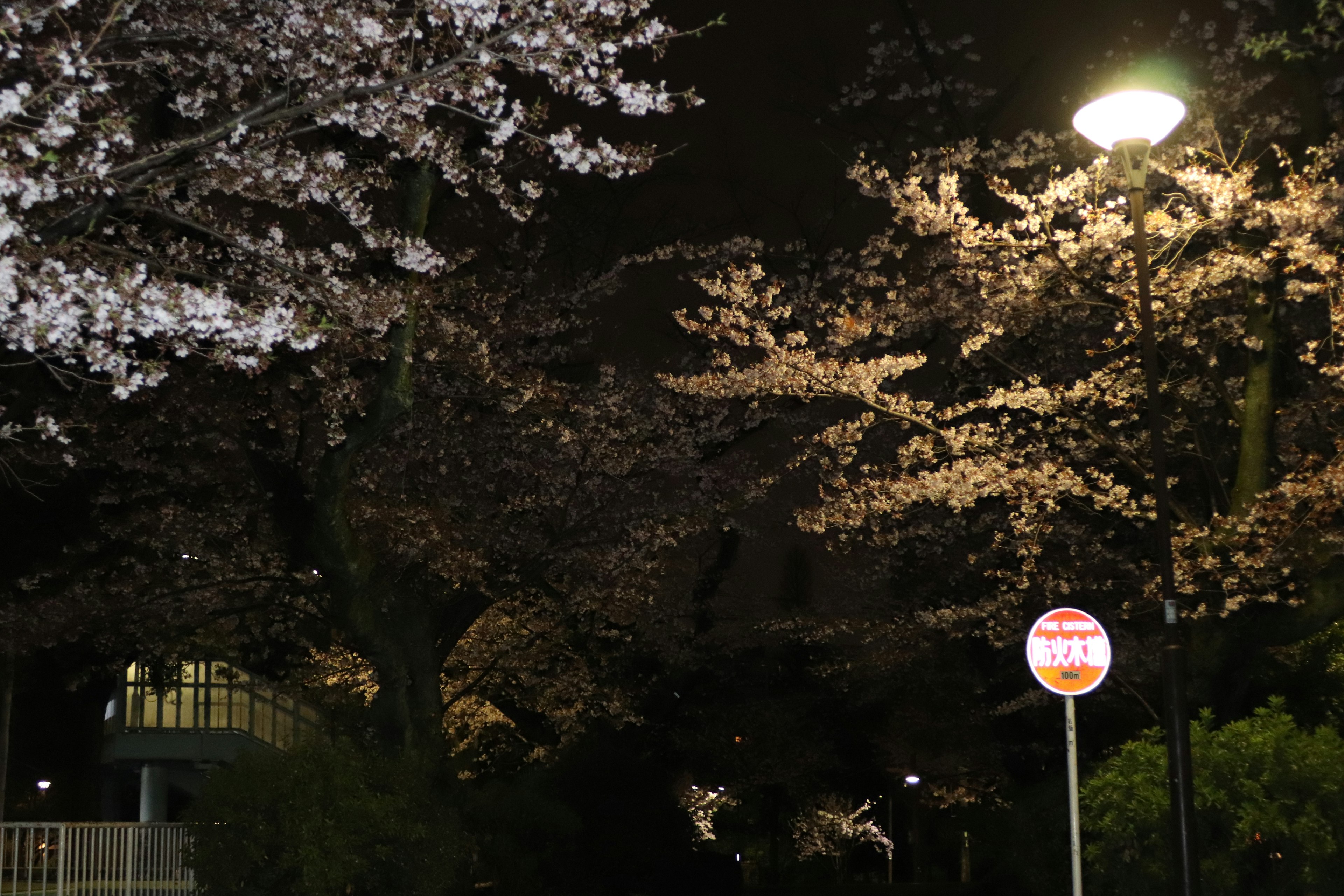 Scena notturna con alberi di ciliegio in fiore e un lampione