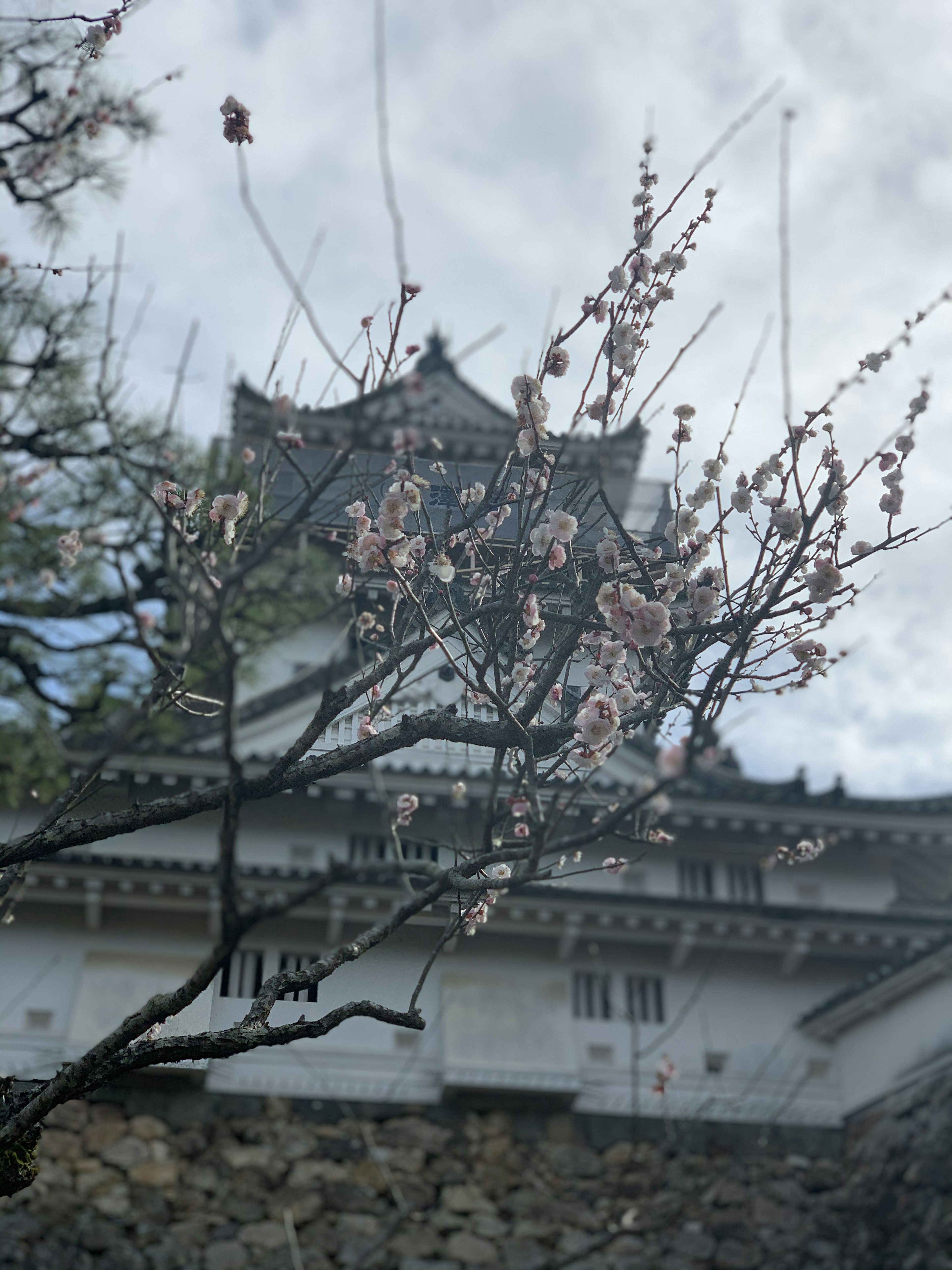 Branches de cerisier en fleurs avec un château en arrière-plan