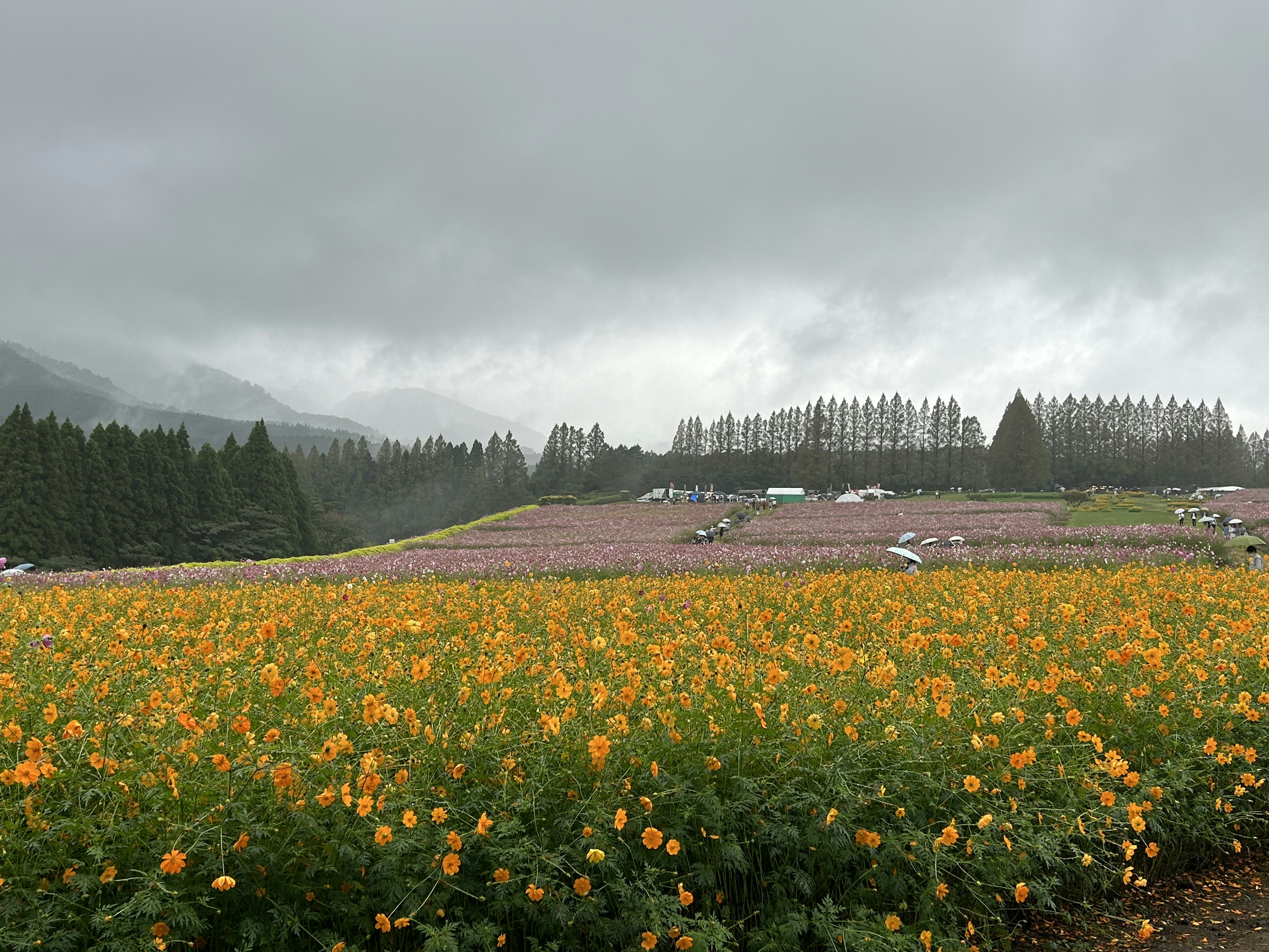 曇り空の下に広がるオレンジ色の花畑と遠くの山々