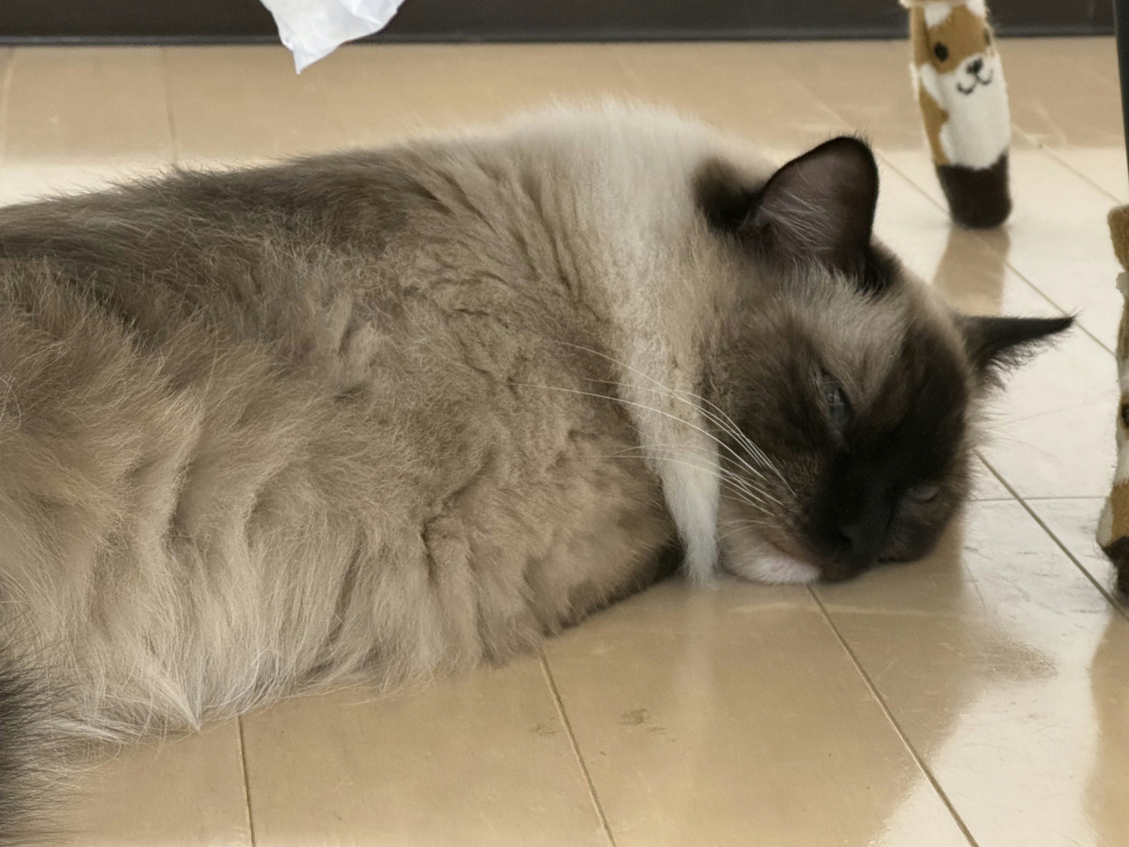 Sleeping Ragdoll cat with a small figure nearby