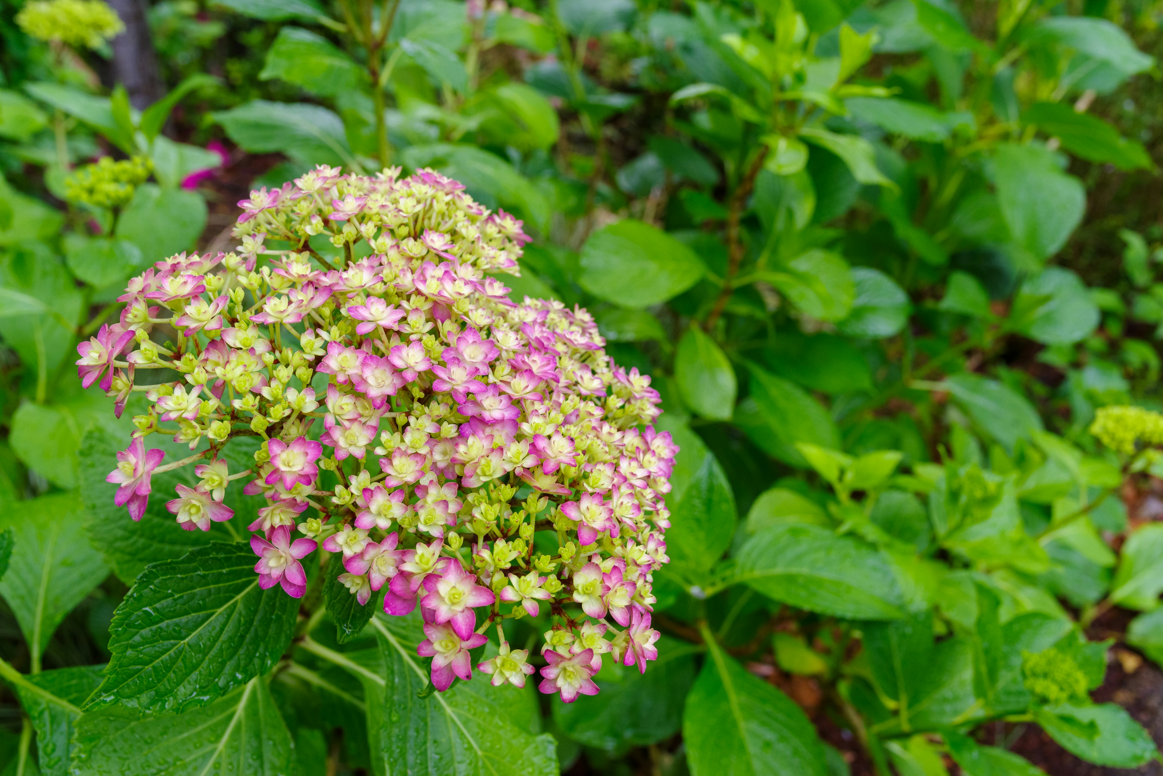 Acercamiento de una hortensia en flor con flores rosas y verdes