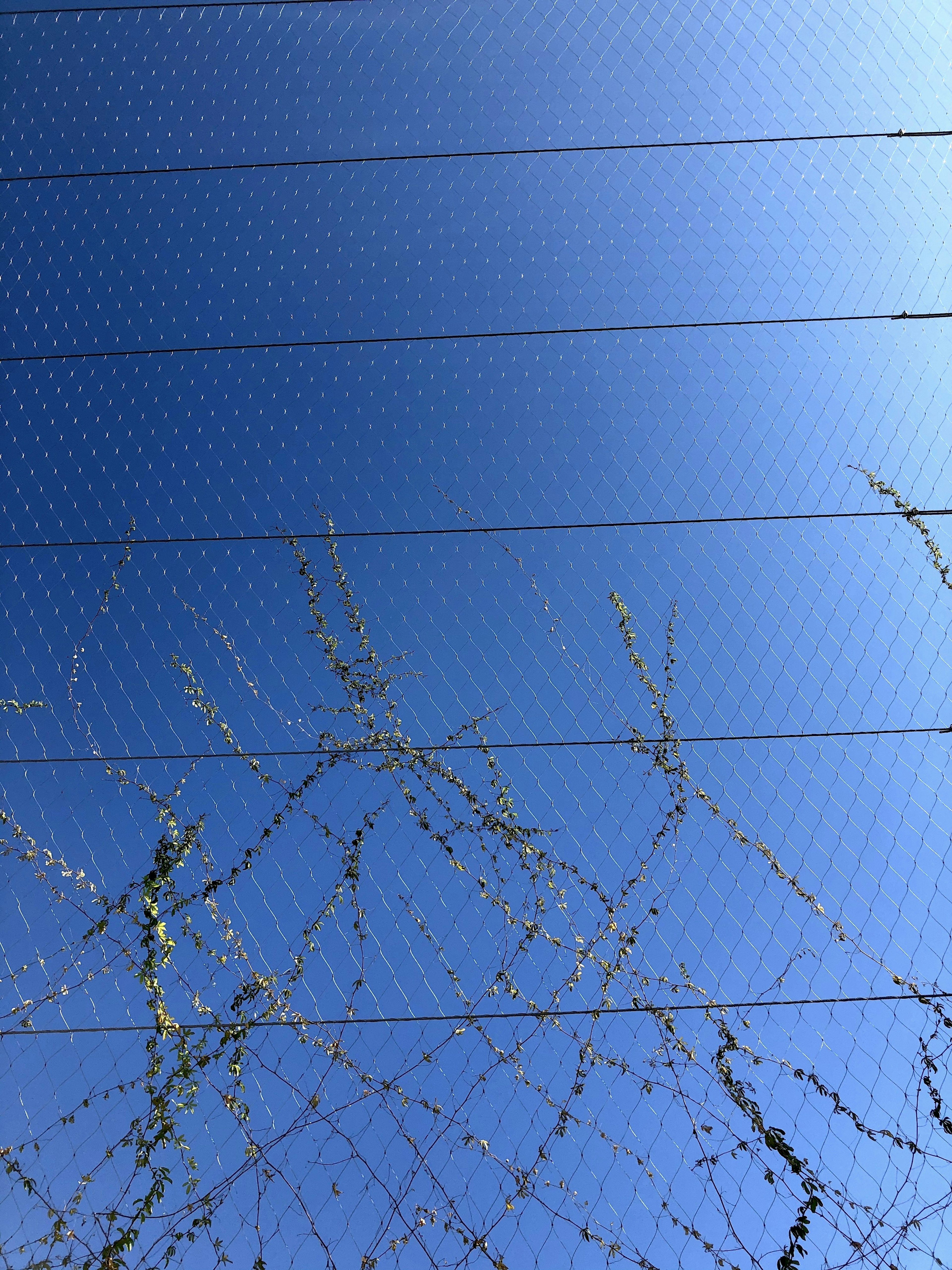 Mesh fence with thin branches against a blue sky