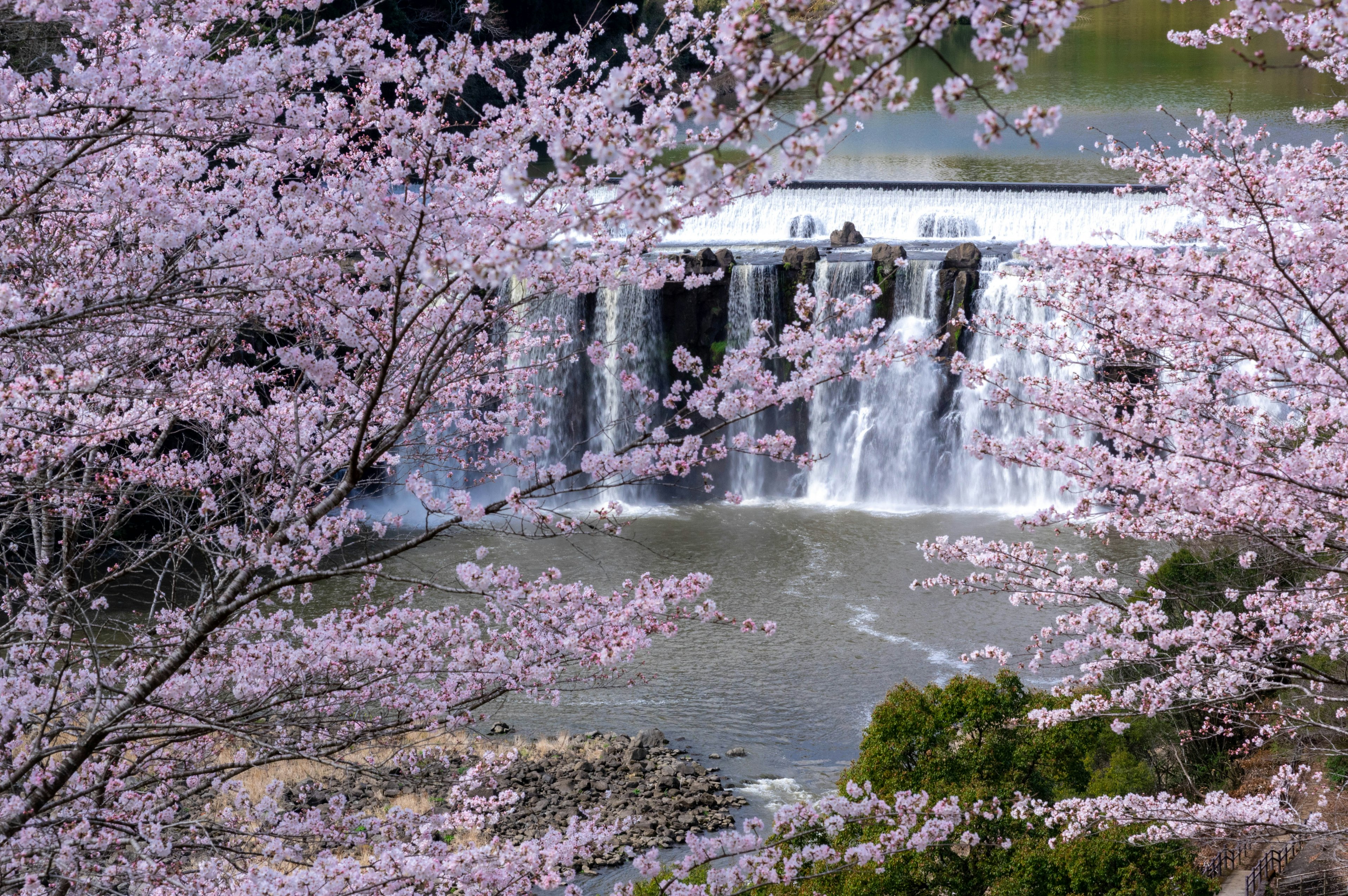 Scenic view of a waterfall surrounded by blooming cherry blossoms