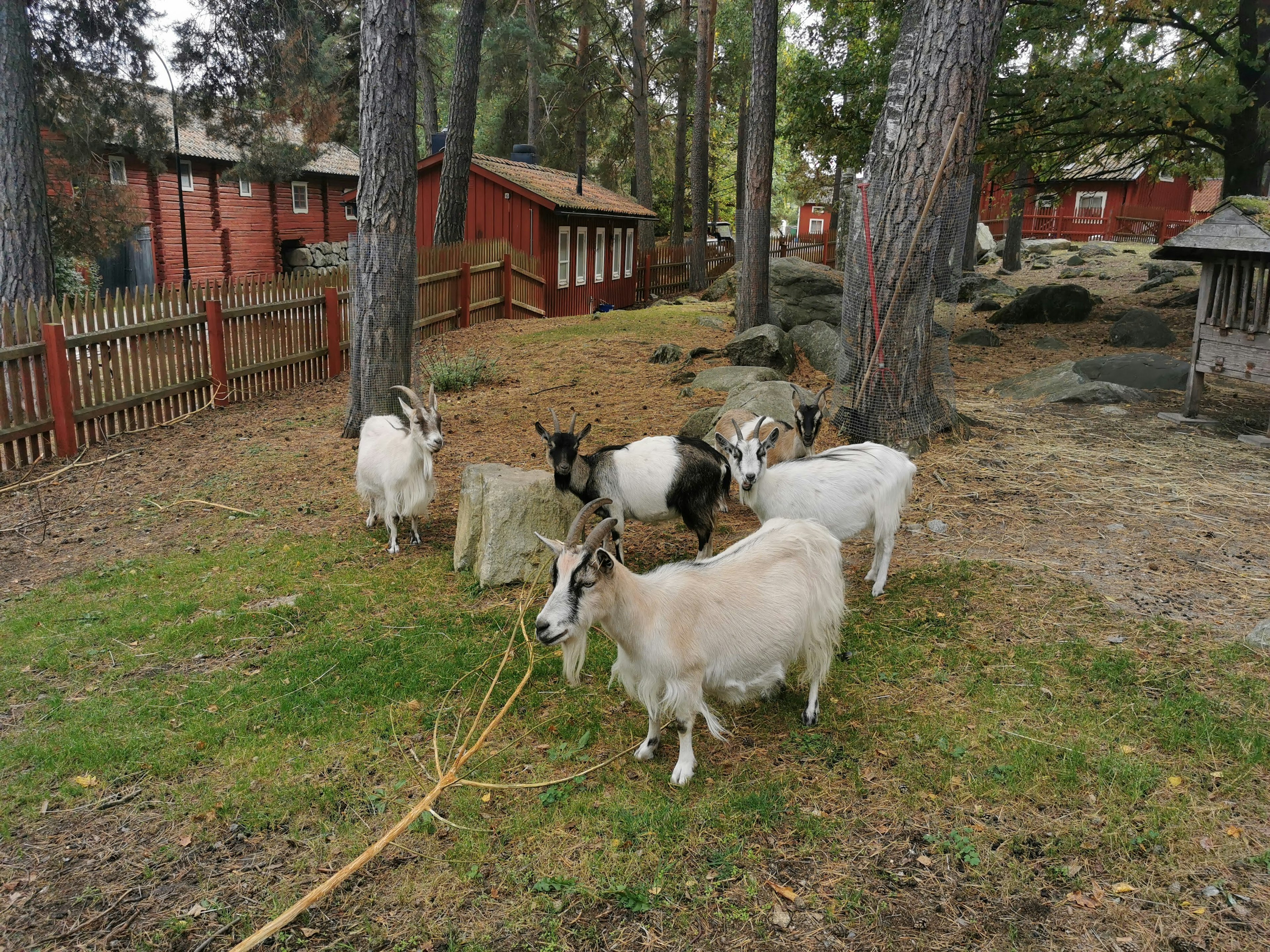 Un grupo de pequeñas cabras blancas reunidas en un área boscosa con cabañas rojas al fondo