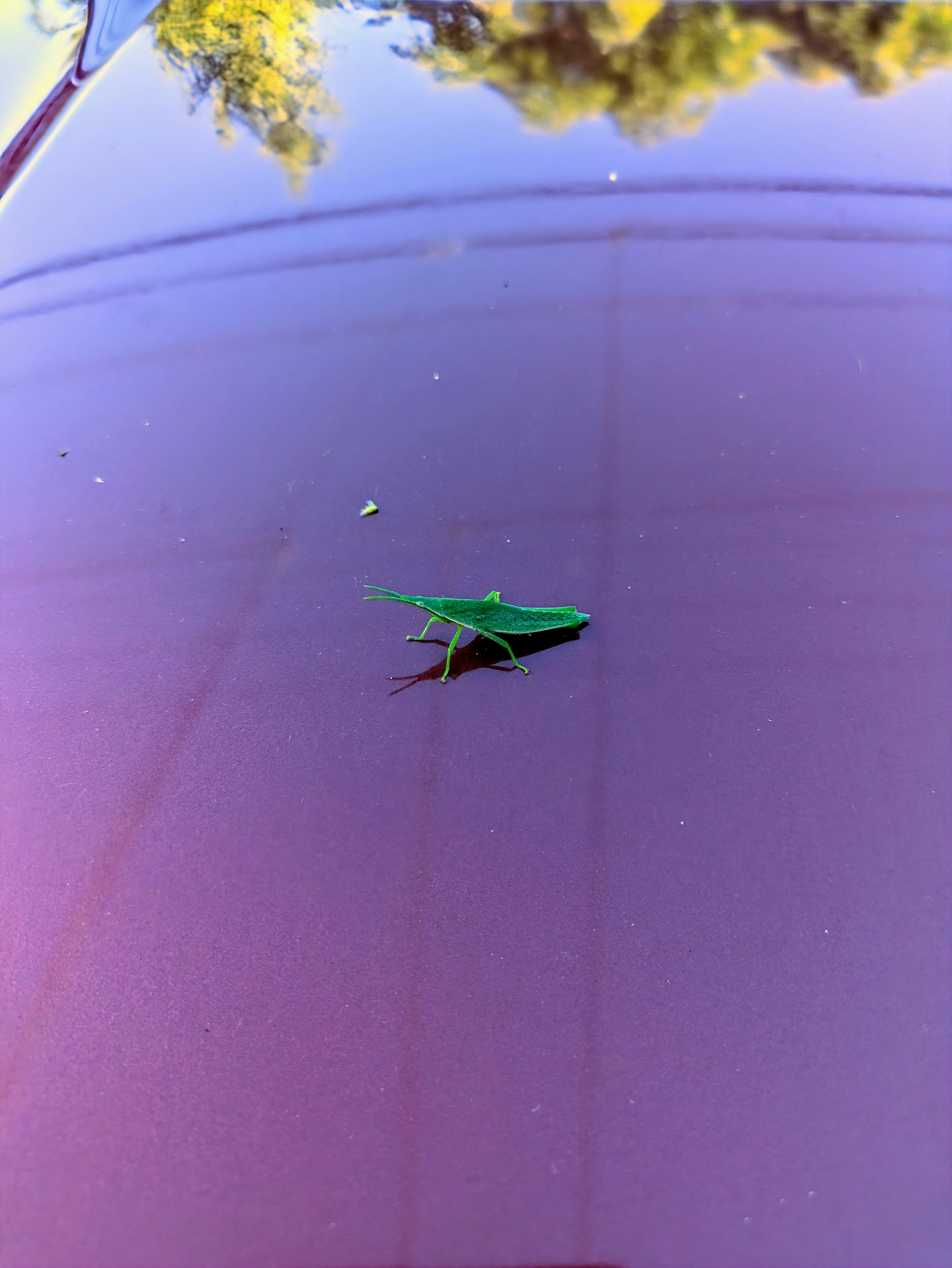 A green grasshopper on a shiny purple surface