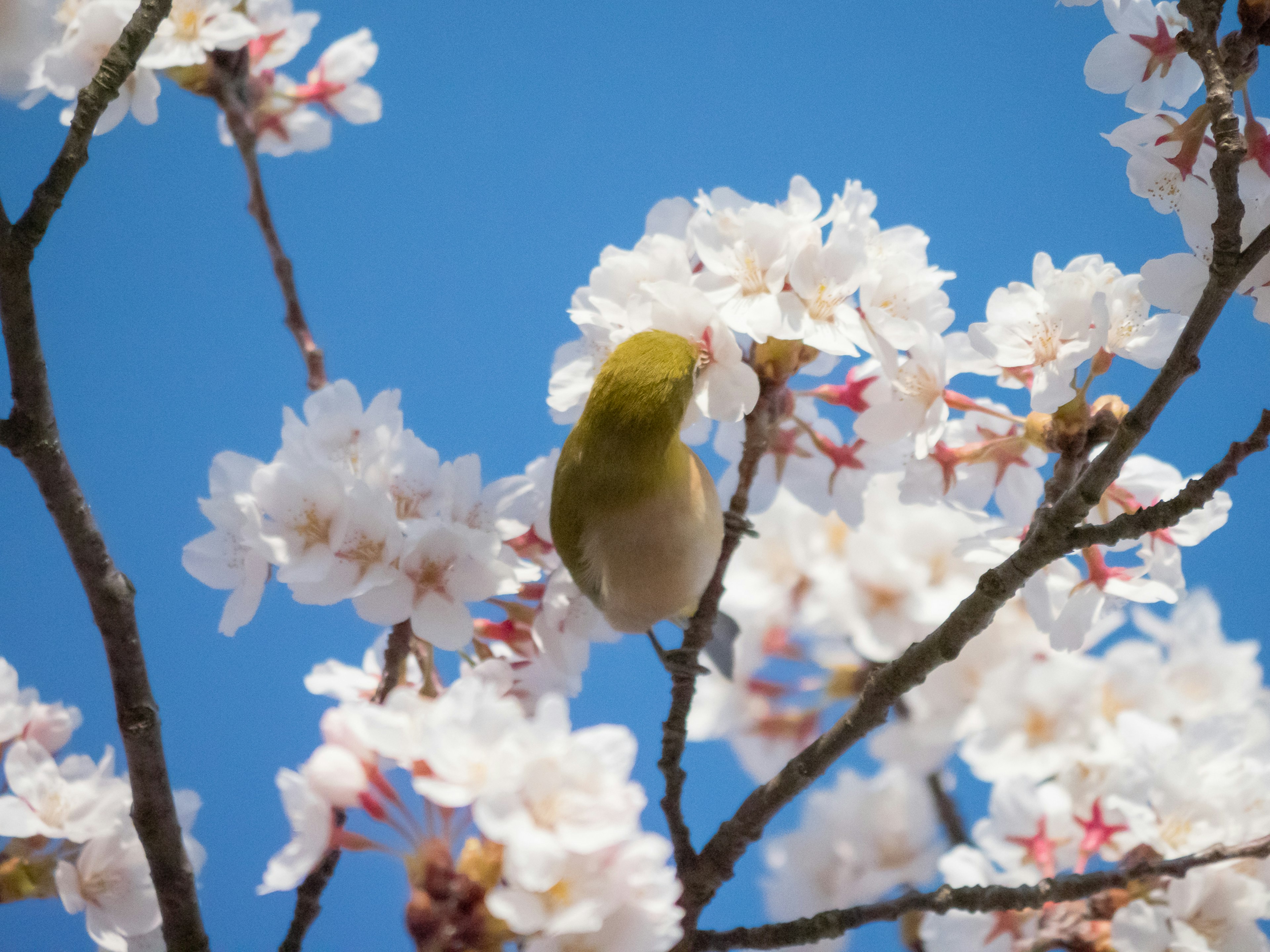 Kleiner Vogel sitzt auf Kirschblüten unter blauem Himmel