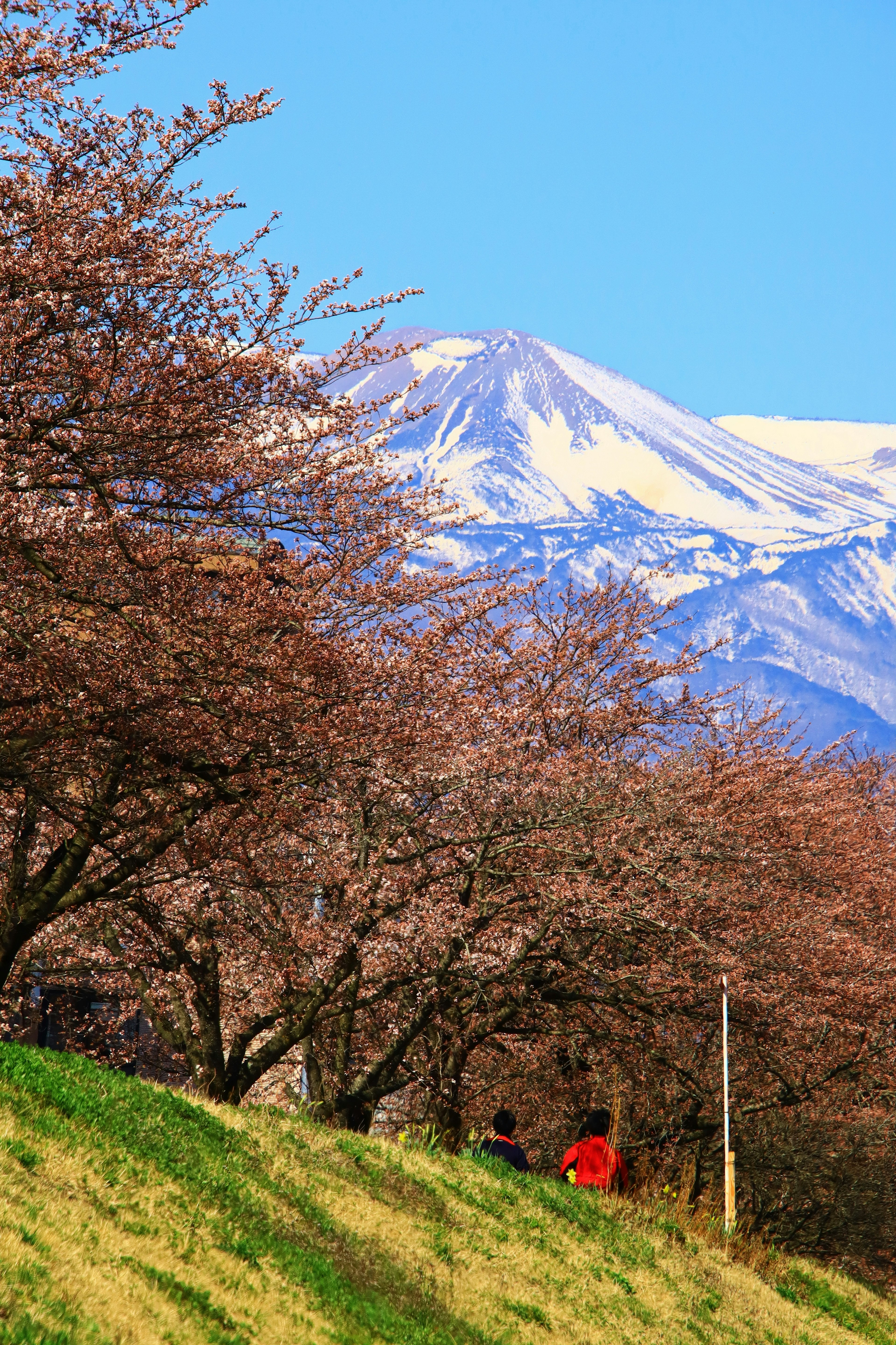 Vue pittoresque d'arbres en fleurs avec une montagne enneigée en arrière-plan