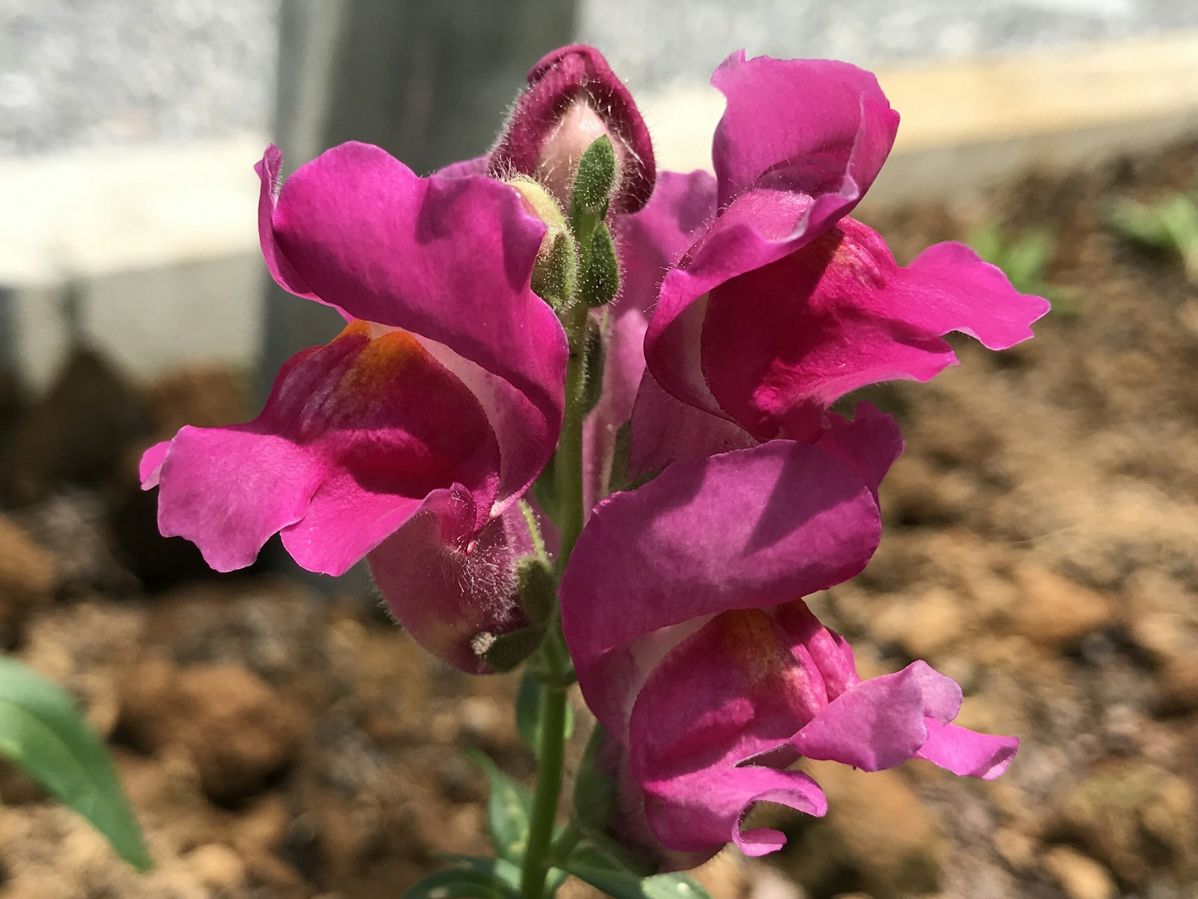 鮮やかなピンクのスナップドラゴンの花が咲いている