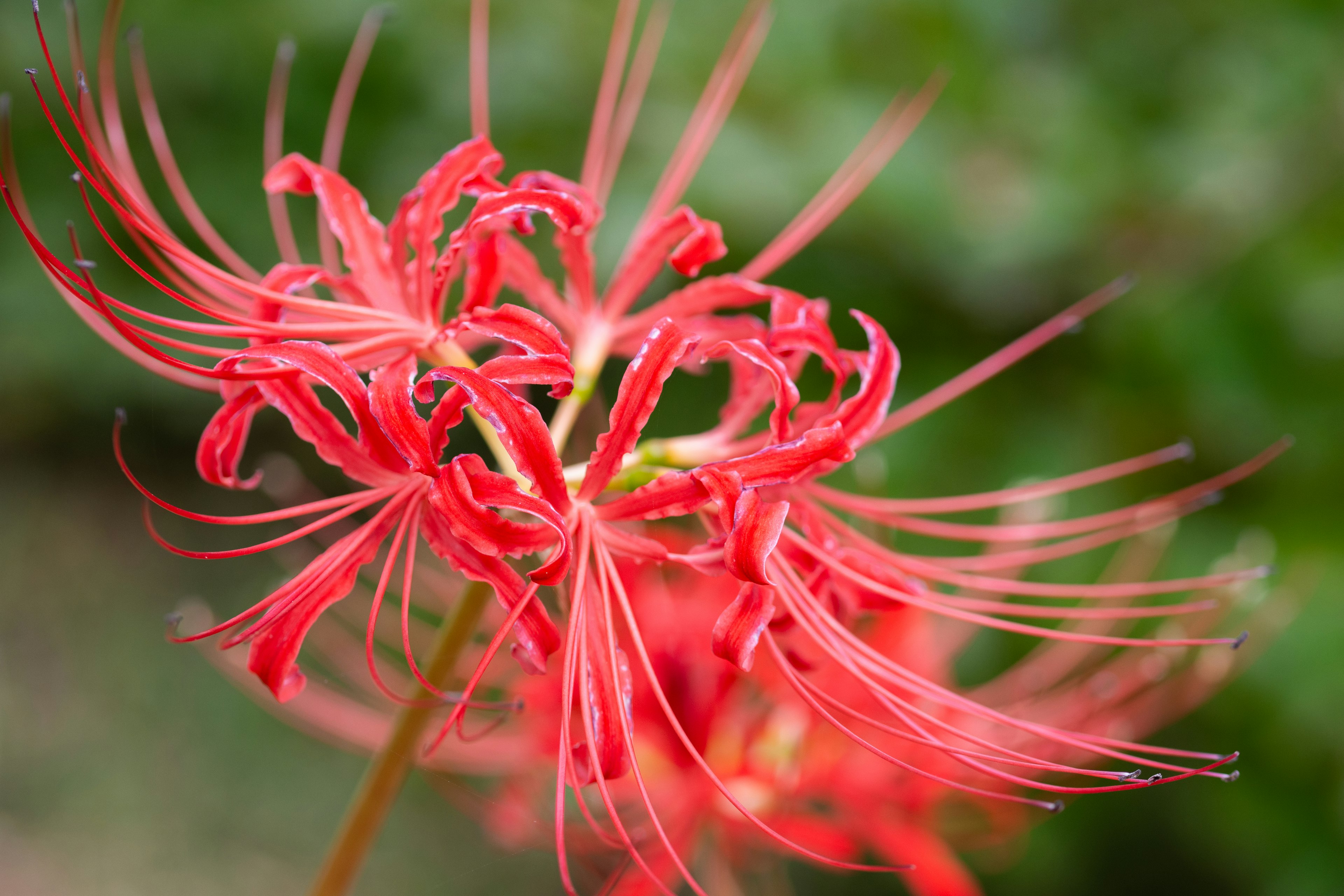 鮮豔的紅色蜘蛛百合花瓣，形狀獨特