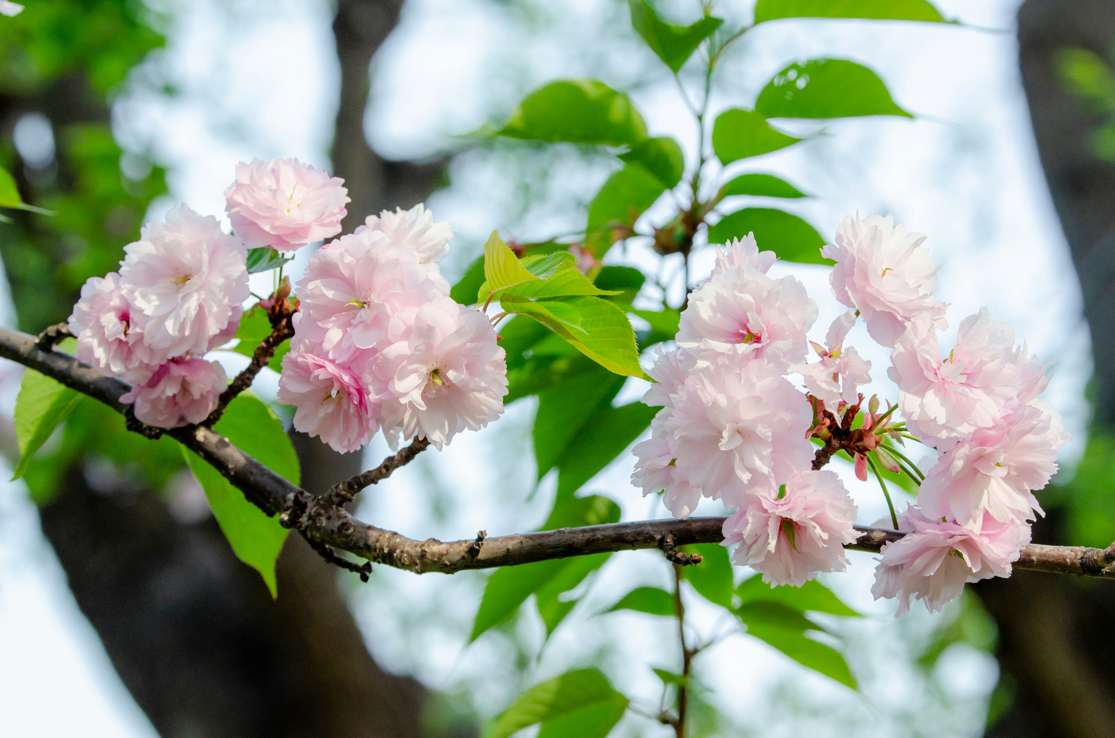 Close-up of cherry blossom branches with pink flowers and green leaves