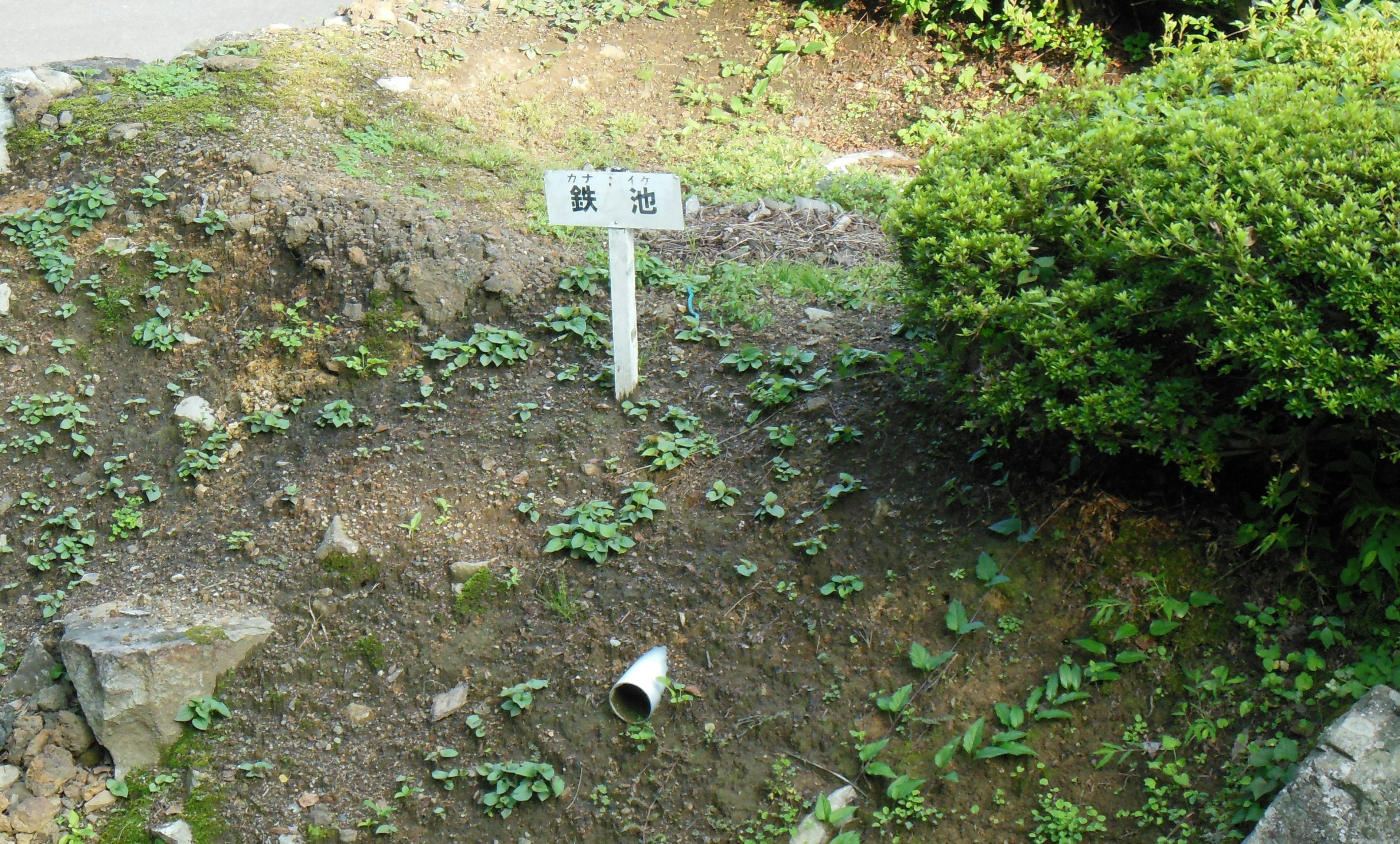 Un piccolo appezzamento d'erba con un cartello bianco e piante verdi