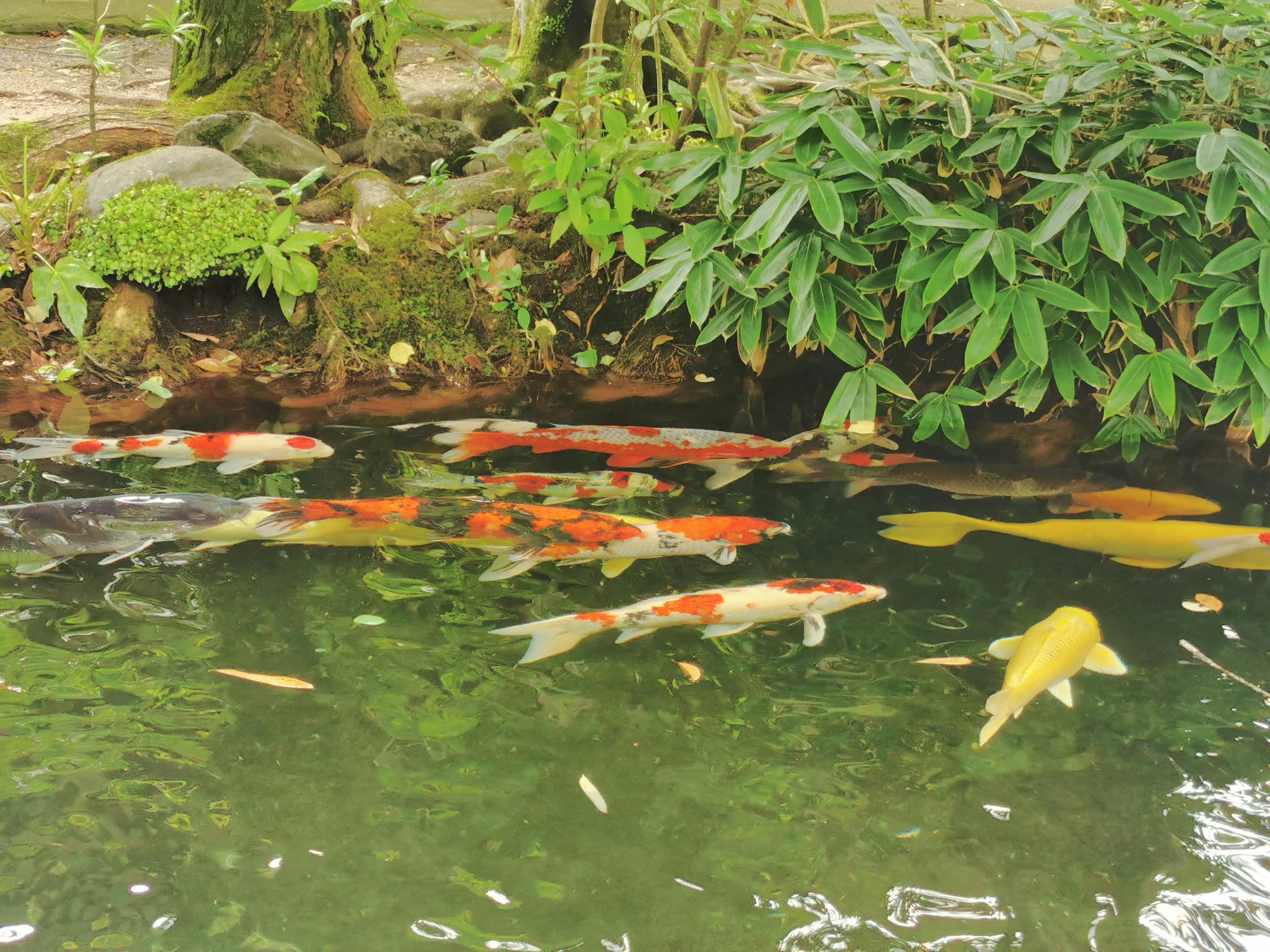 Ikan koi berwarna-warni berenang di kolam dikelilingi dedaunan hijau