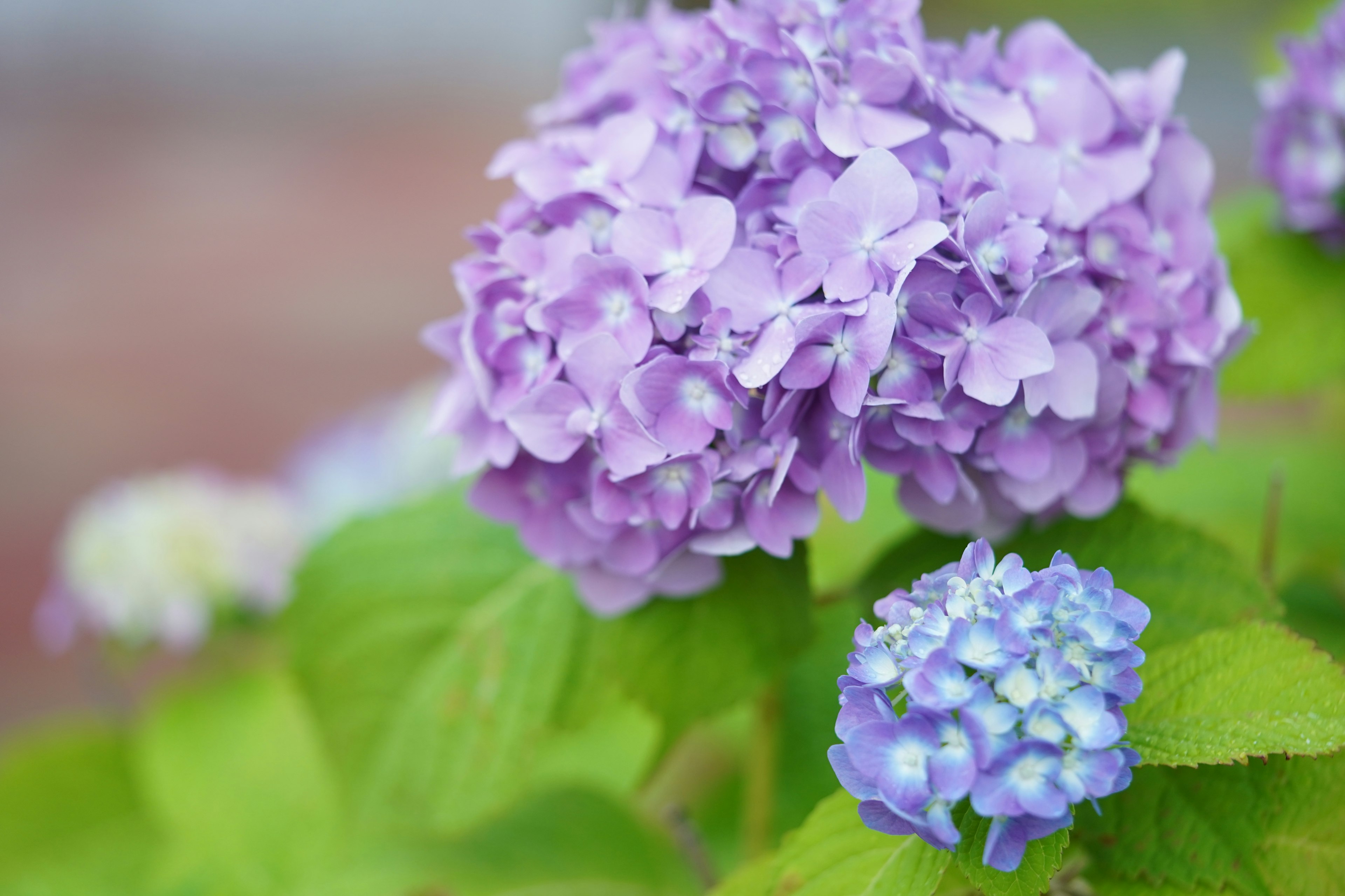 特写的紫色绣球花和绿色叶子