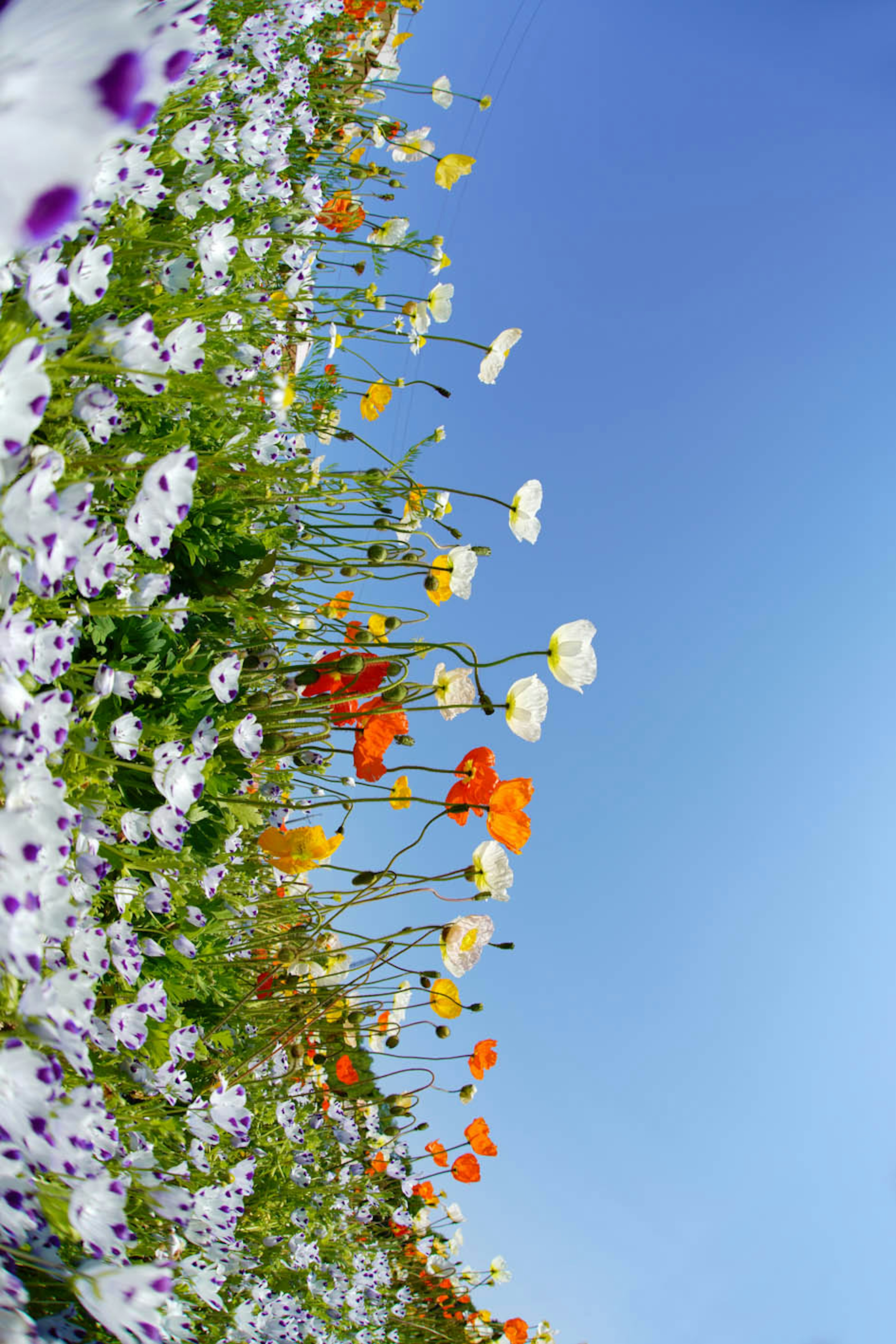 Bunte Blumen blühen unter einem klaren blauen Himmel