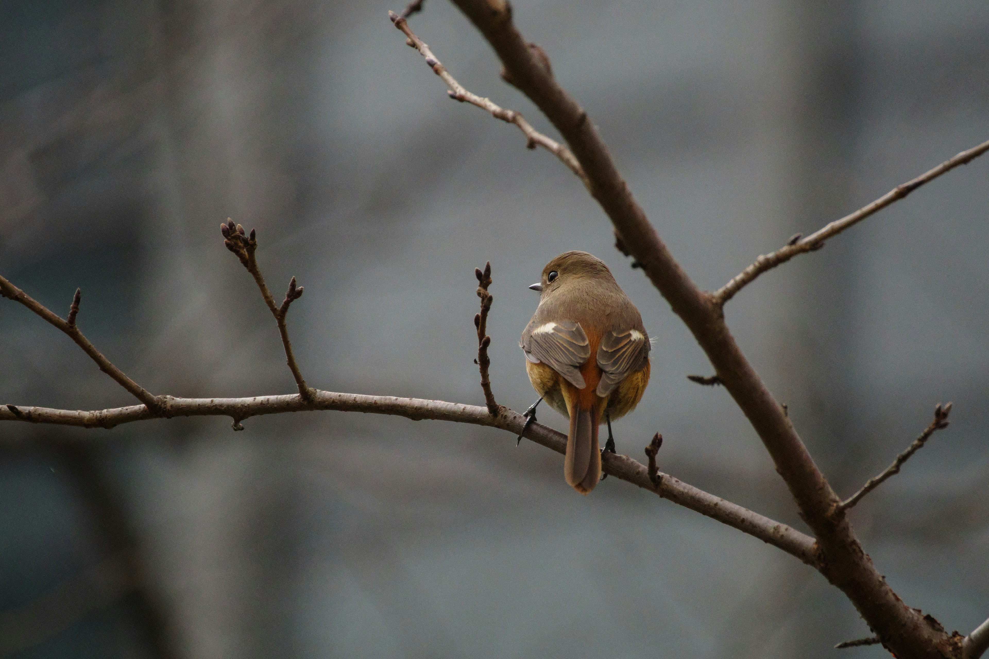 A small bird perched on a branch with a blurred building in the background