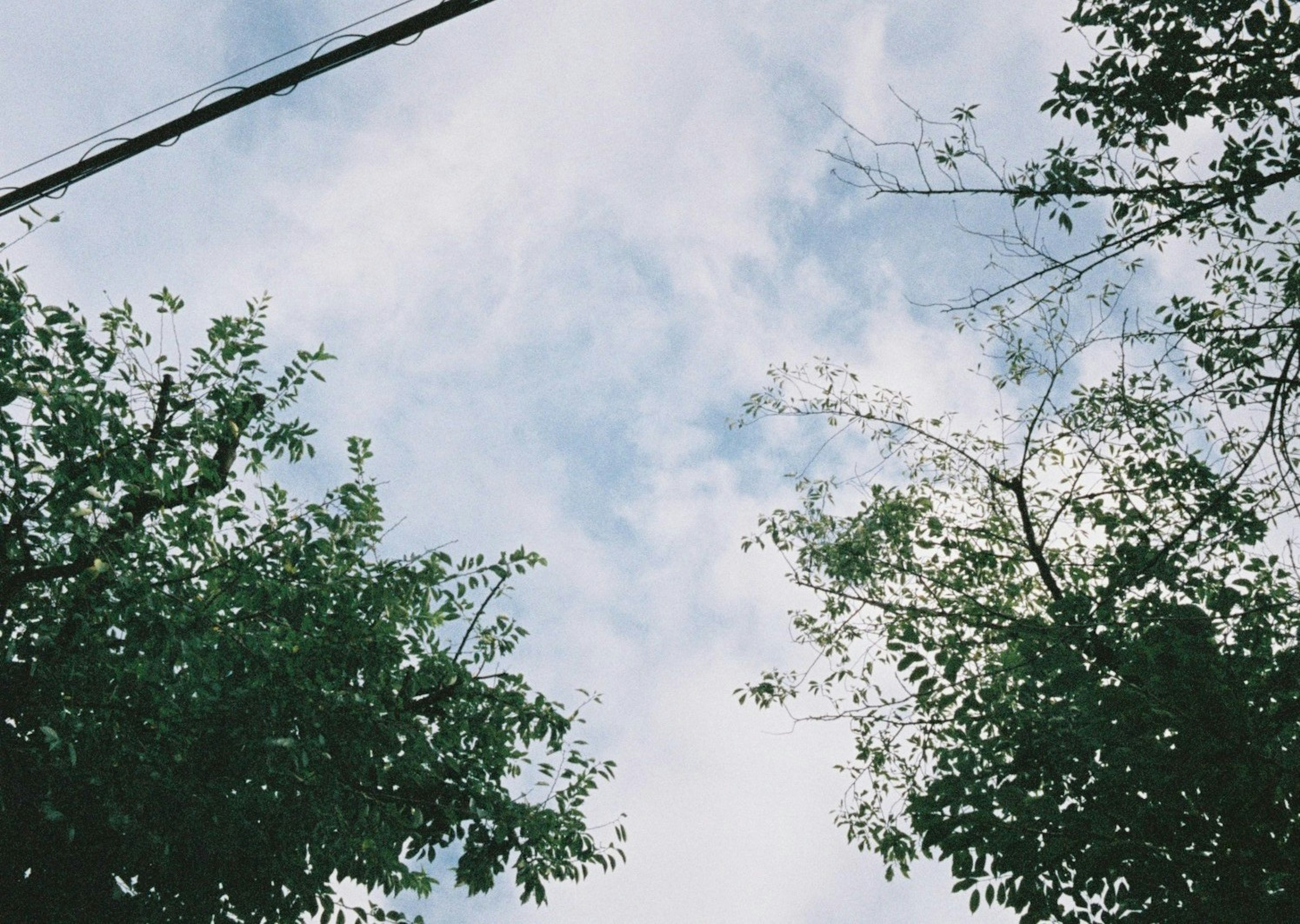 Green trees framing a blue sky with clouds and a power line