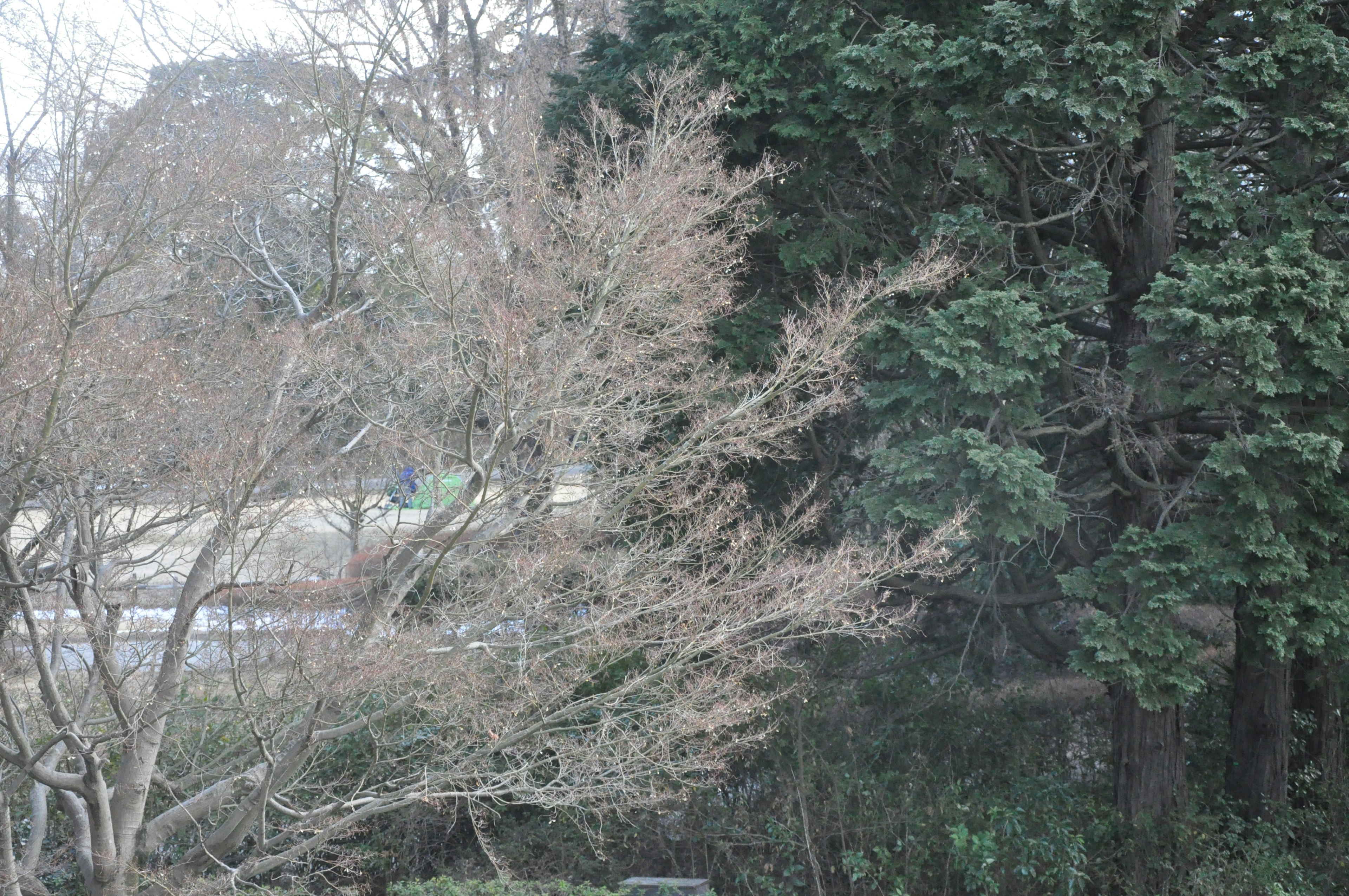 Winter trees with a green background in a serene landscape