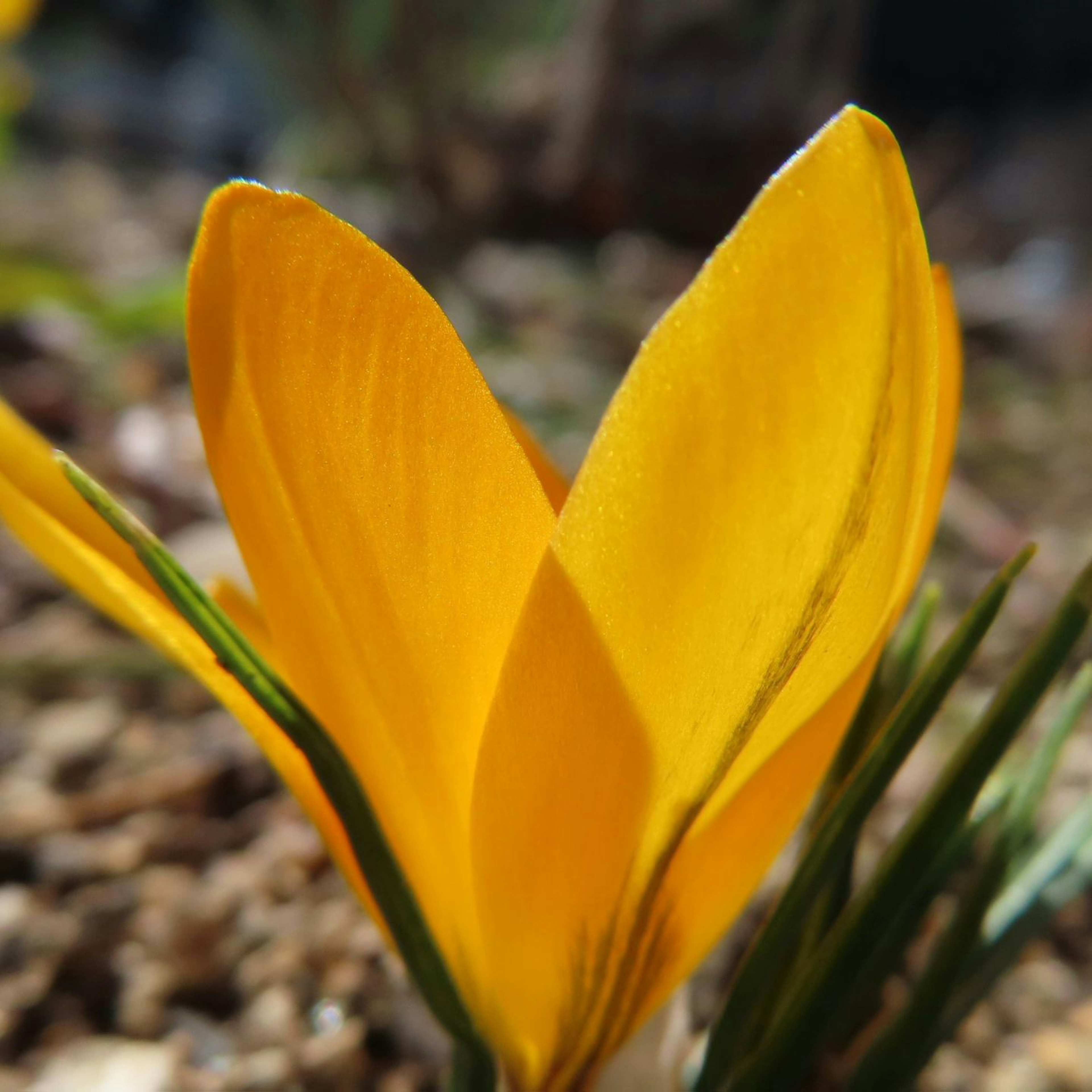 Lebendige gelbe Krokusblume, die in der Sonne badet