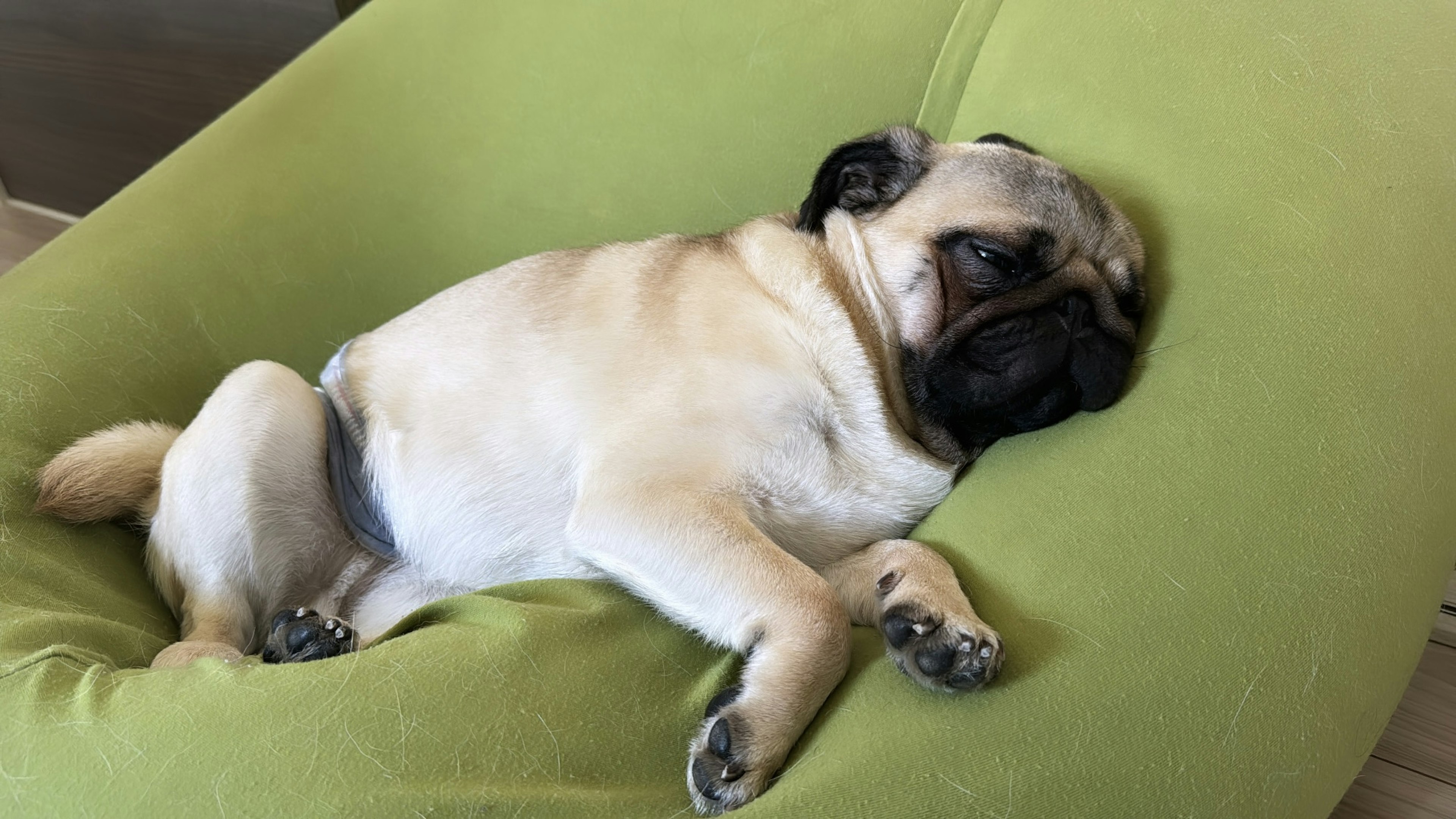 Perro pug durmiendo relajado sobre un cojín verde