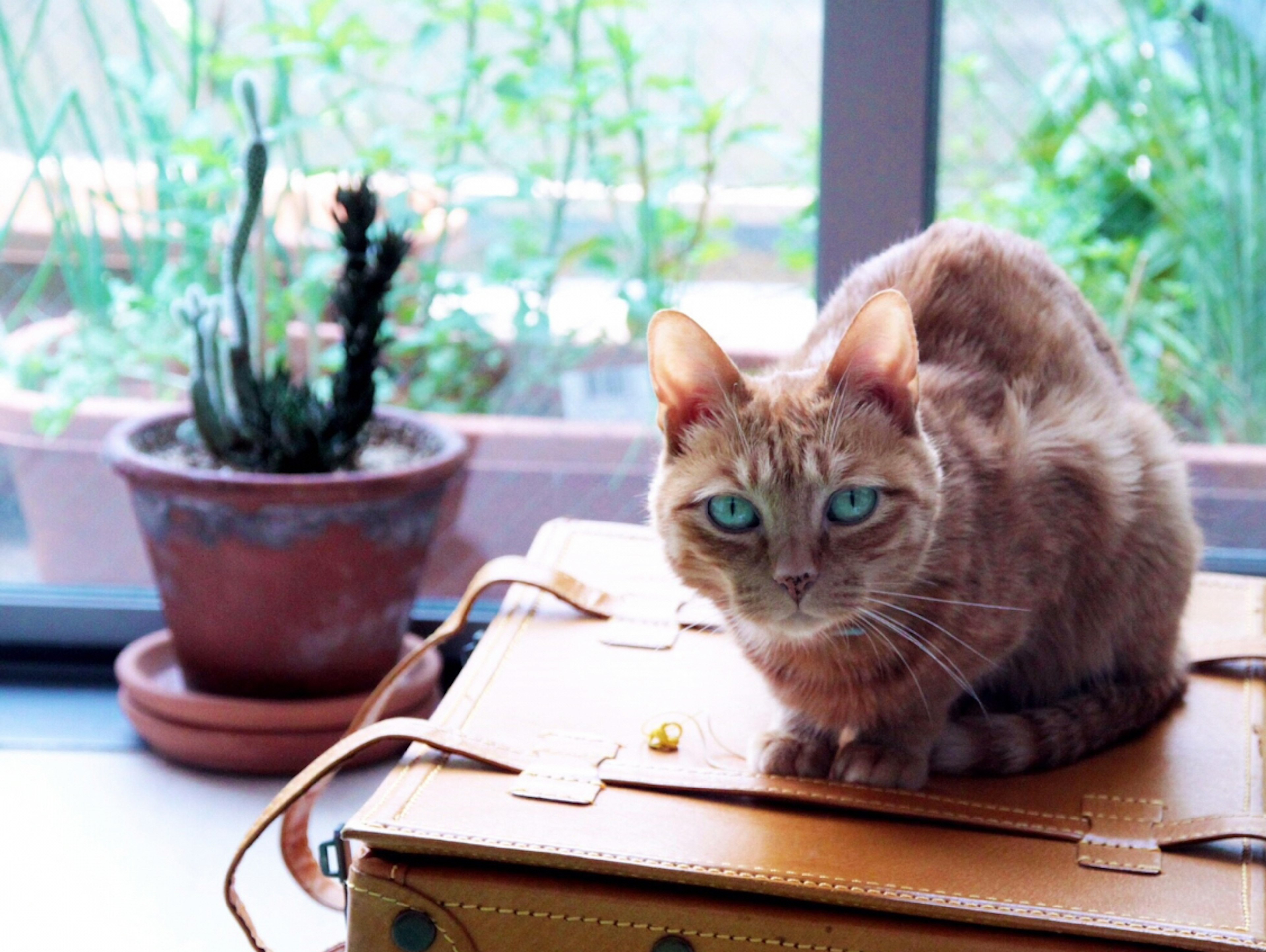 Gato marrón sentado sobre una maleta de cuero junto a una ventana con plantas en macetas