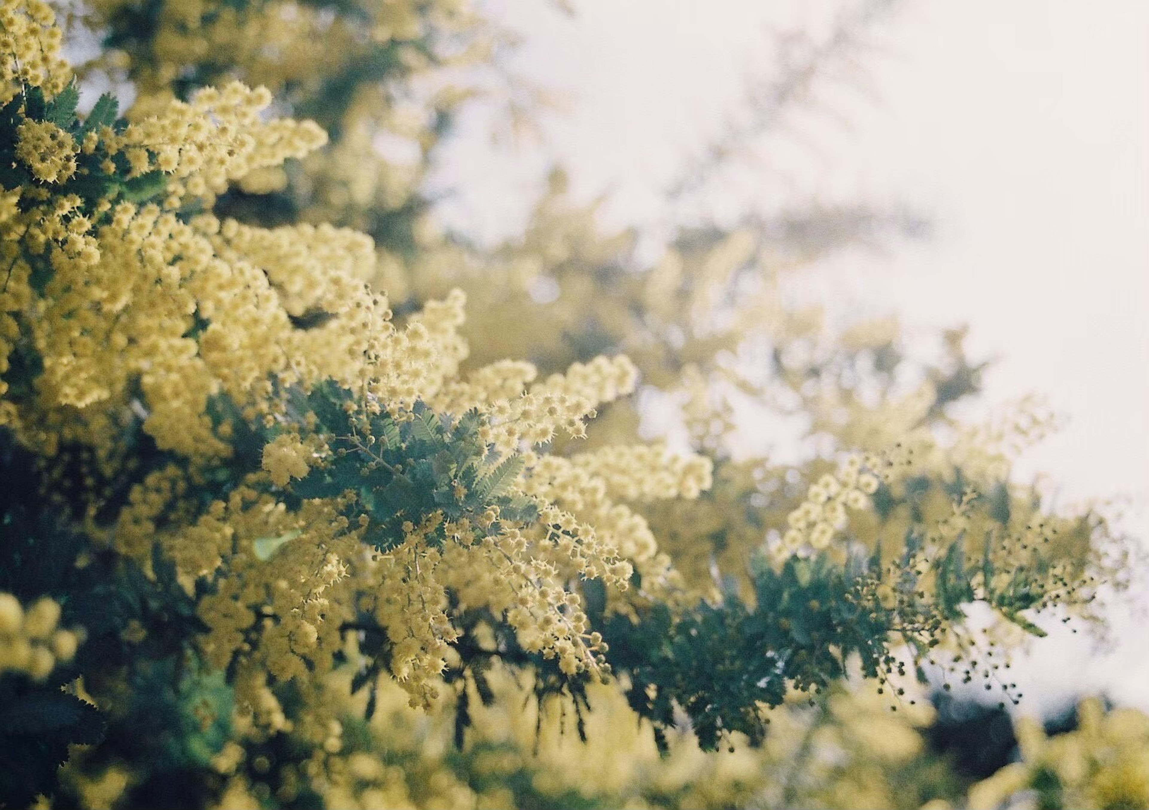 黄色の花が咲く木のクローズアップ