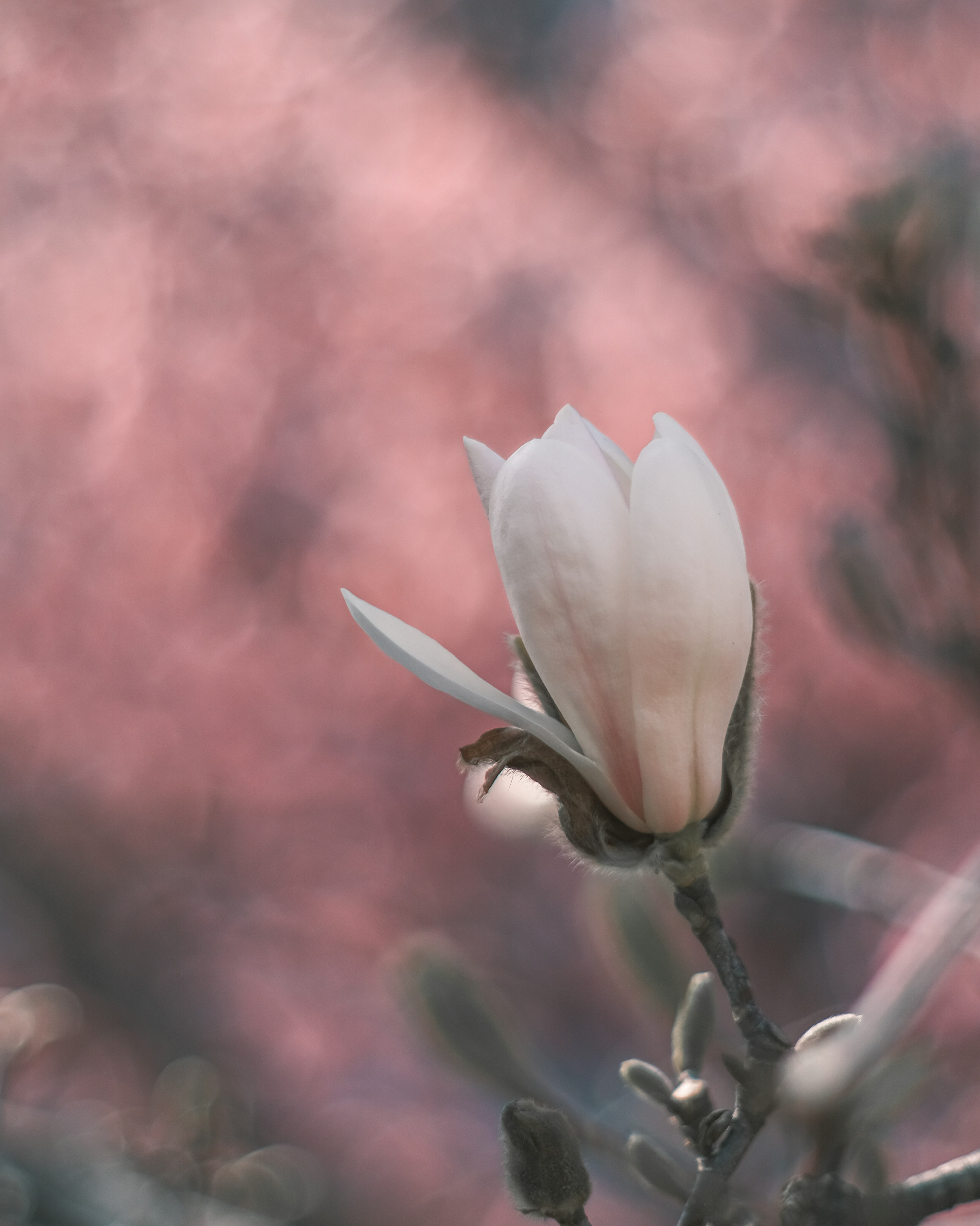 Un hermoso capullo de flor blanca resalta contra un fondo rosa