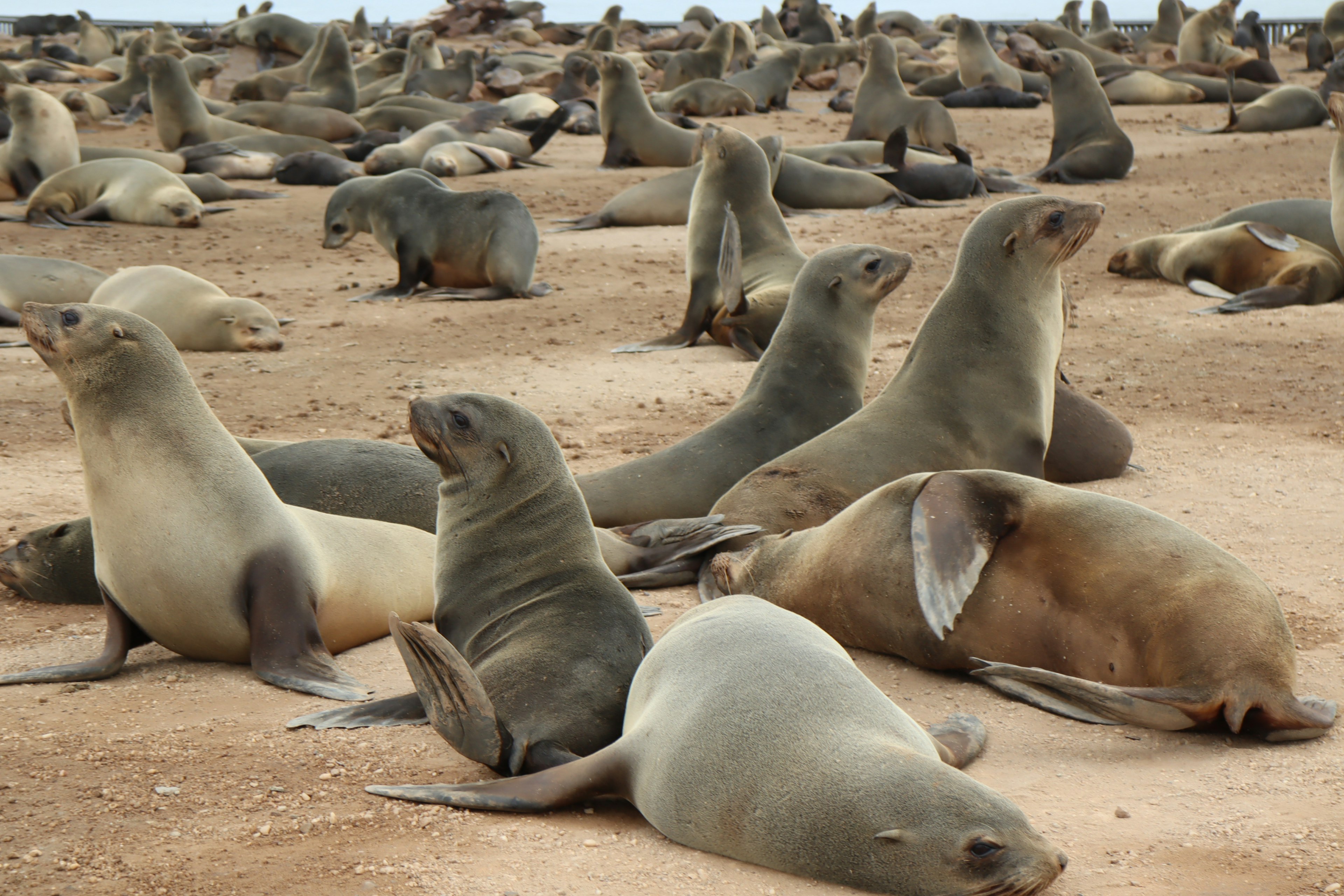 Un paisaje de focas descansando en una playa de arena