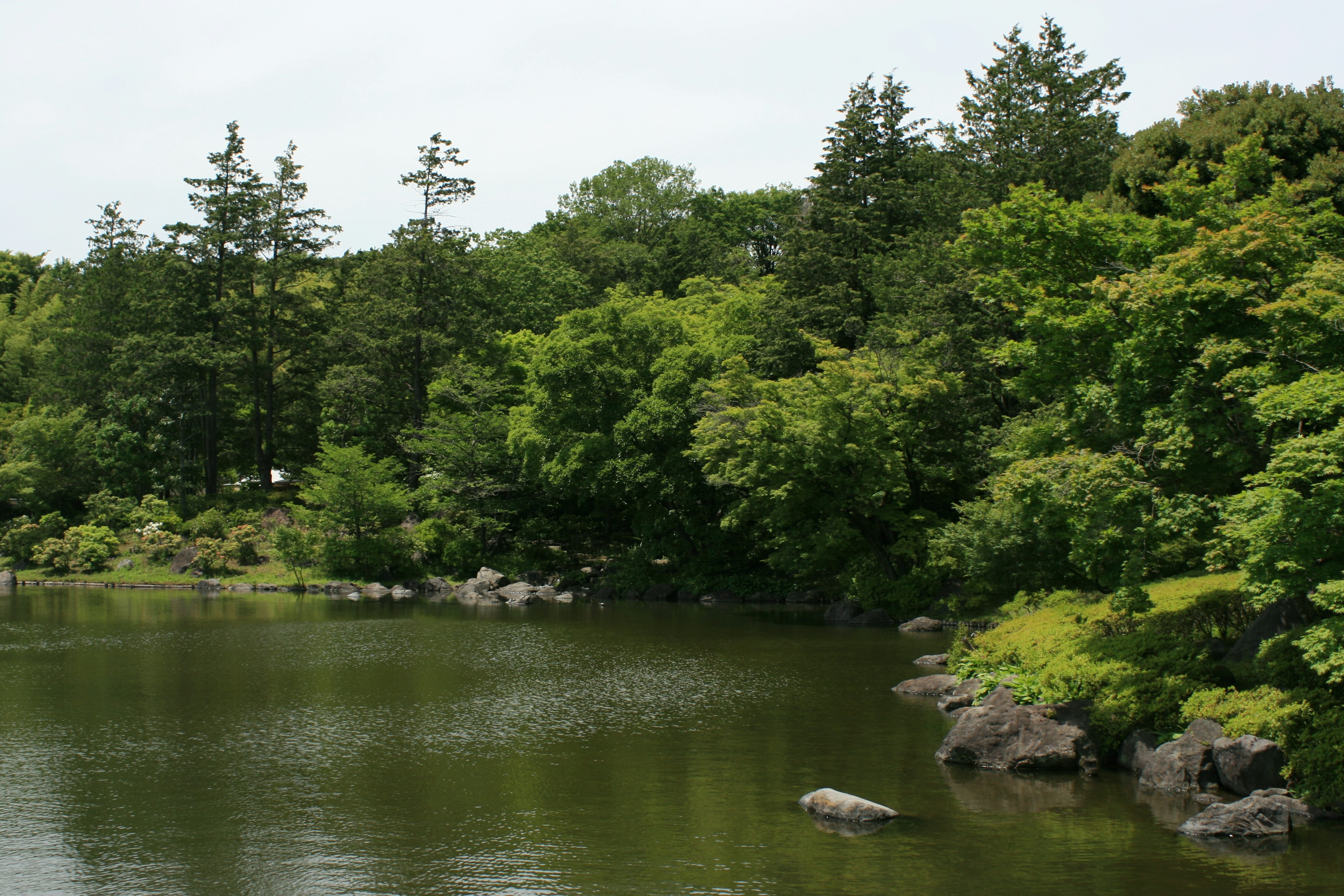 Serene pond surrounded by lush green trees