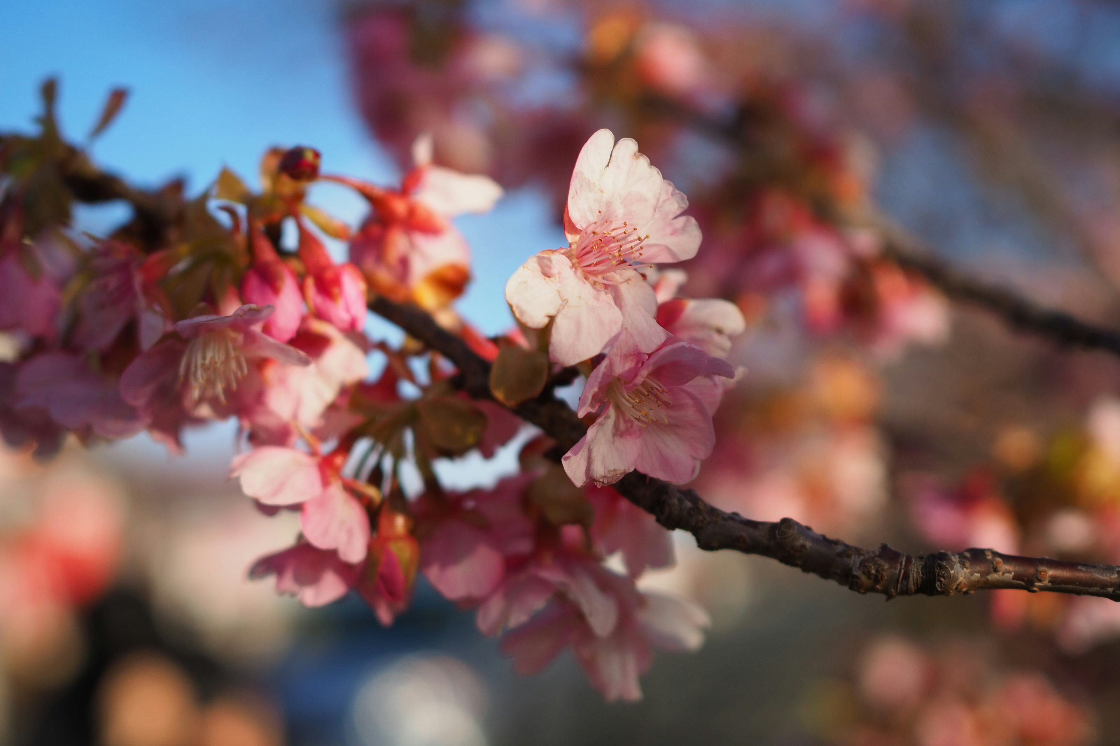 Nahaufnahme von Kirschblüten an einem Zweig vor blauem Himmel