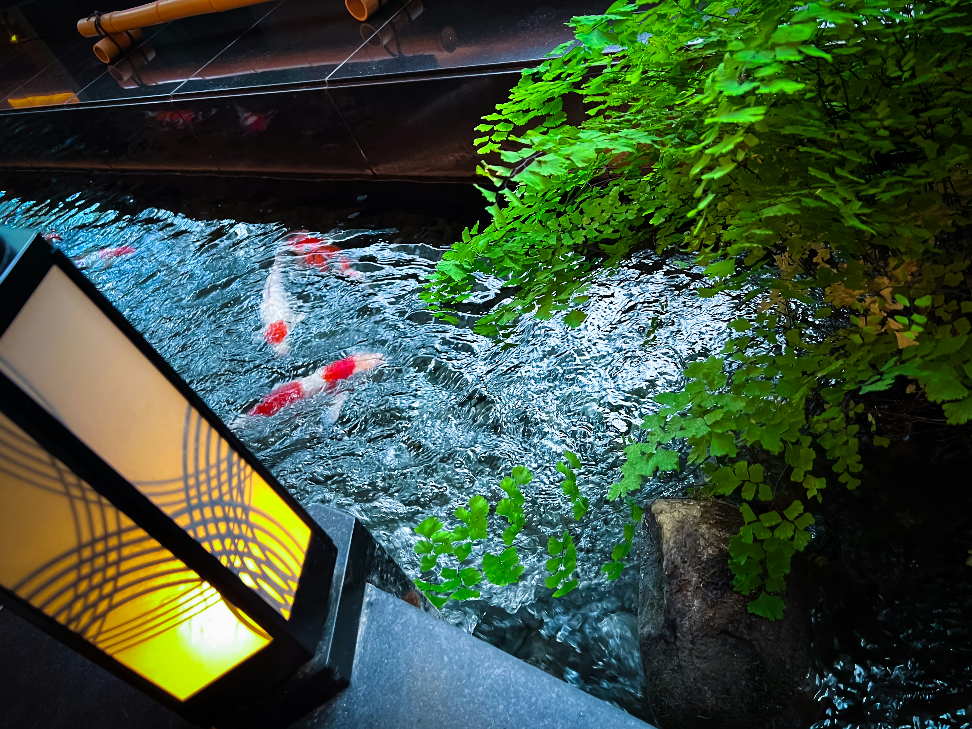 A serene night scene featuring colorful koi fish and lush greenery by the water