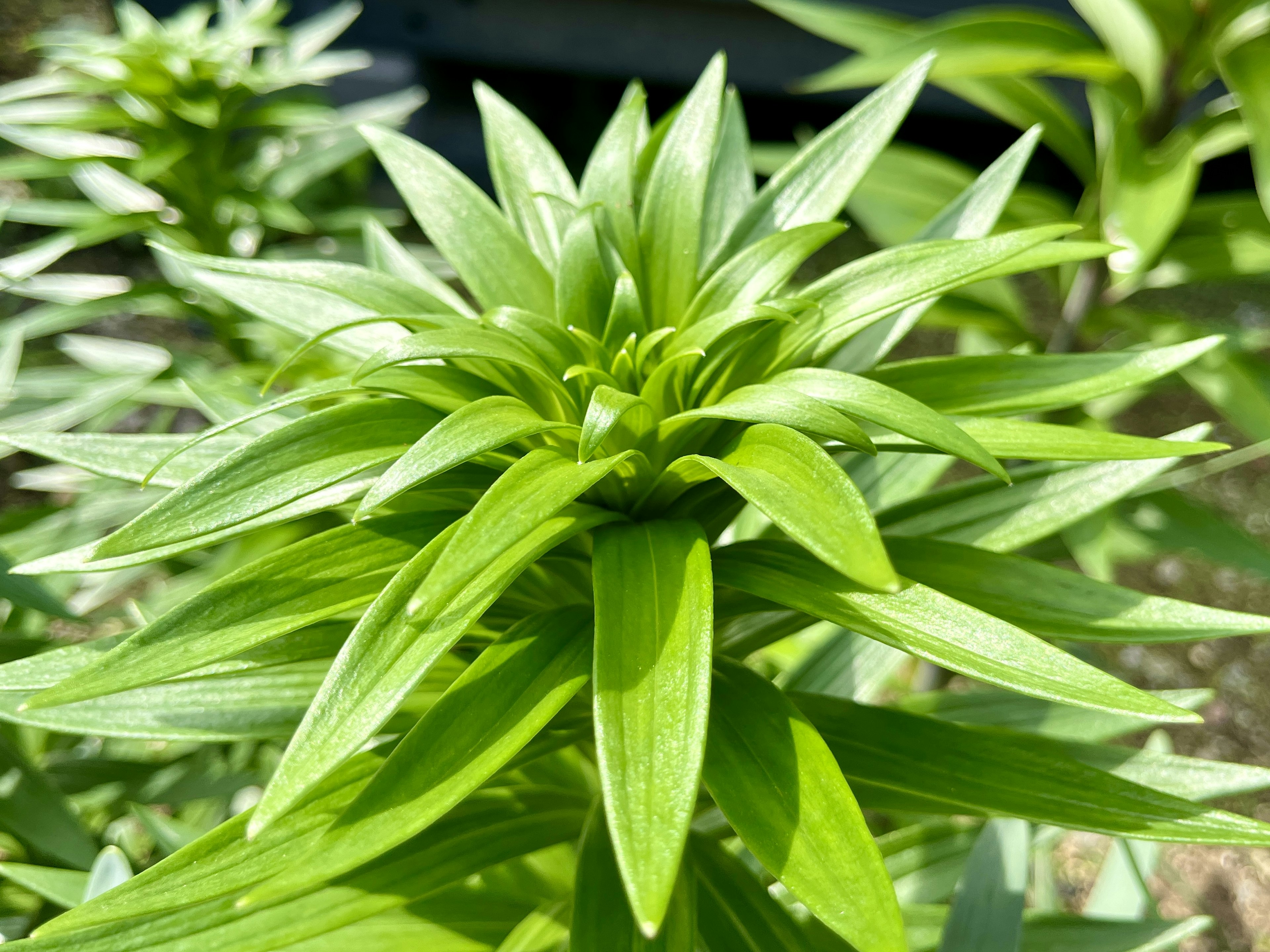 Primer plano de una planta con hojas verdes radiales