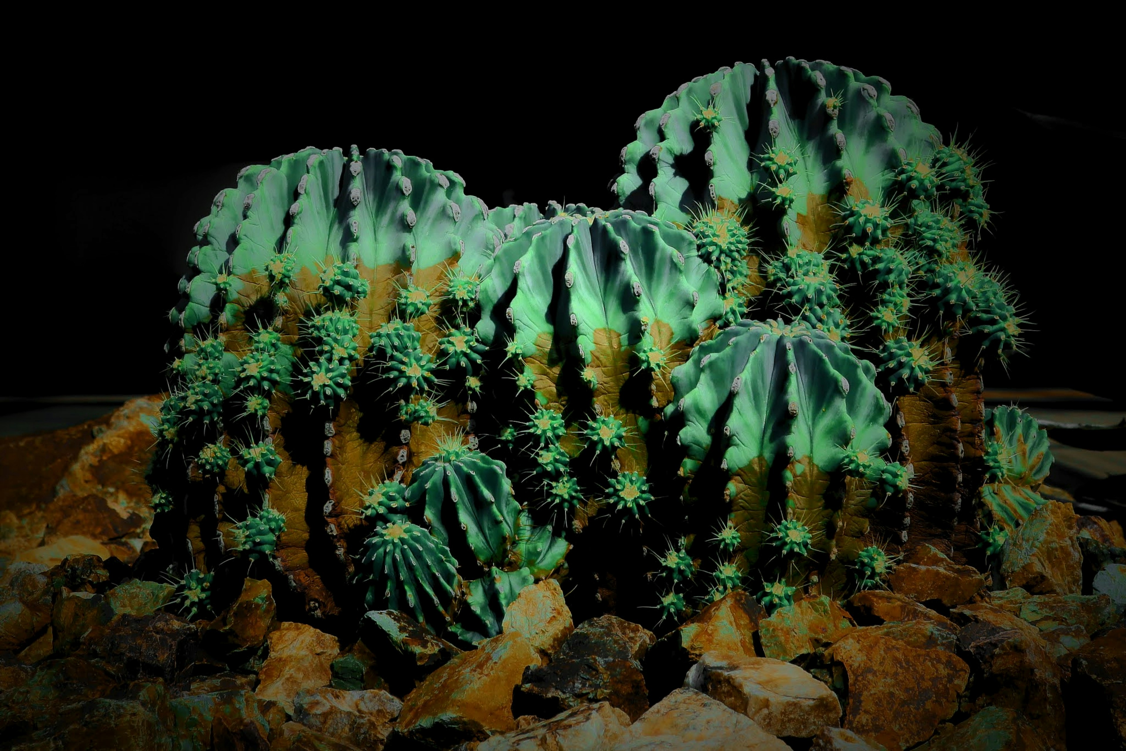 Regroupement de cactus rayés verts et noirs sur une surface rocheuse