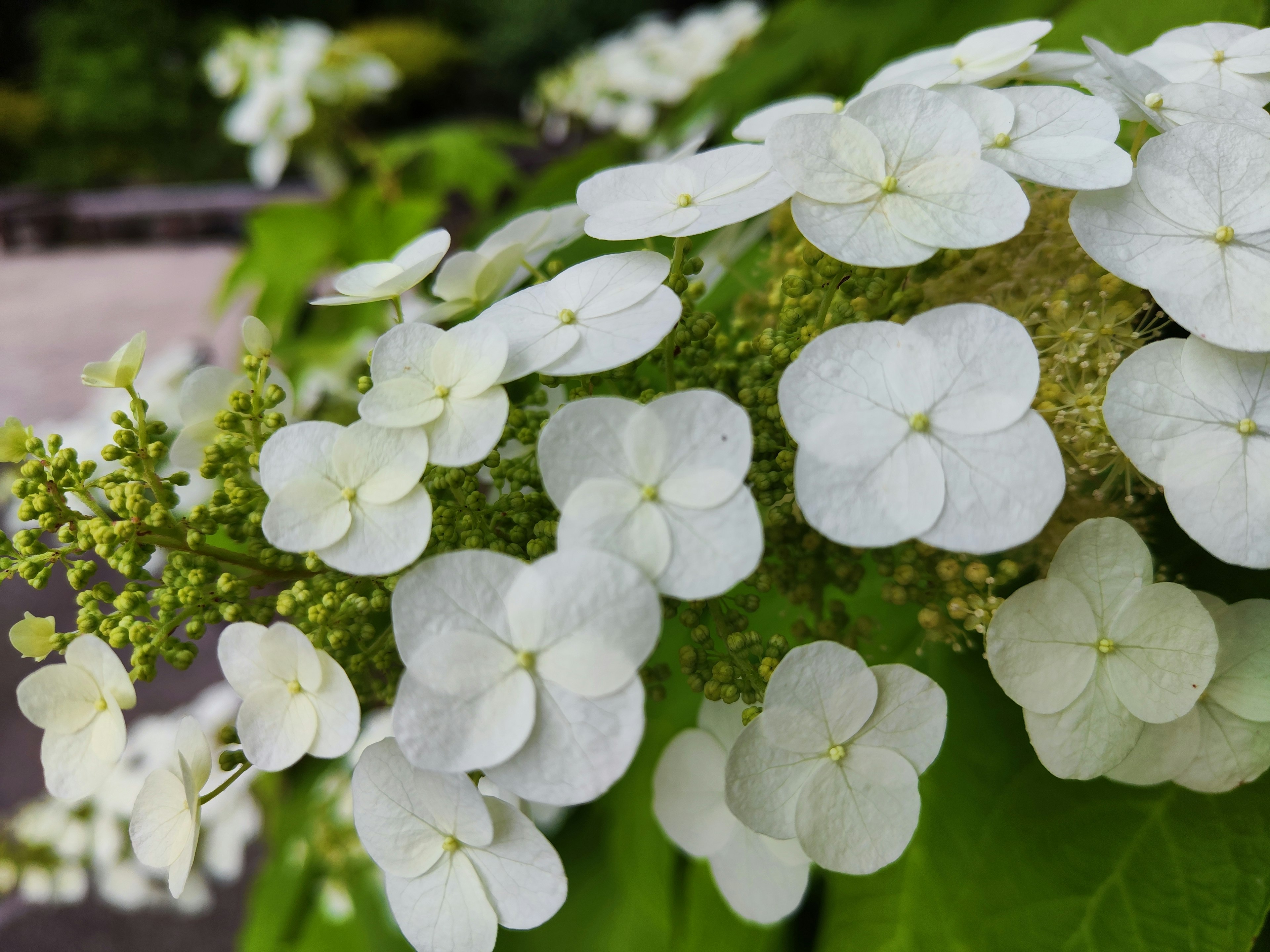 Weiße Hortensienblüten blühen auf grünen Blättern