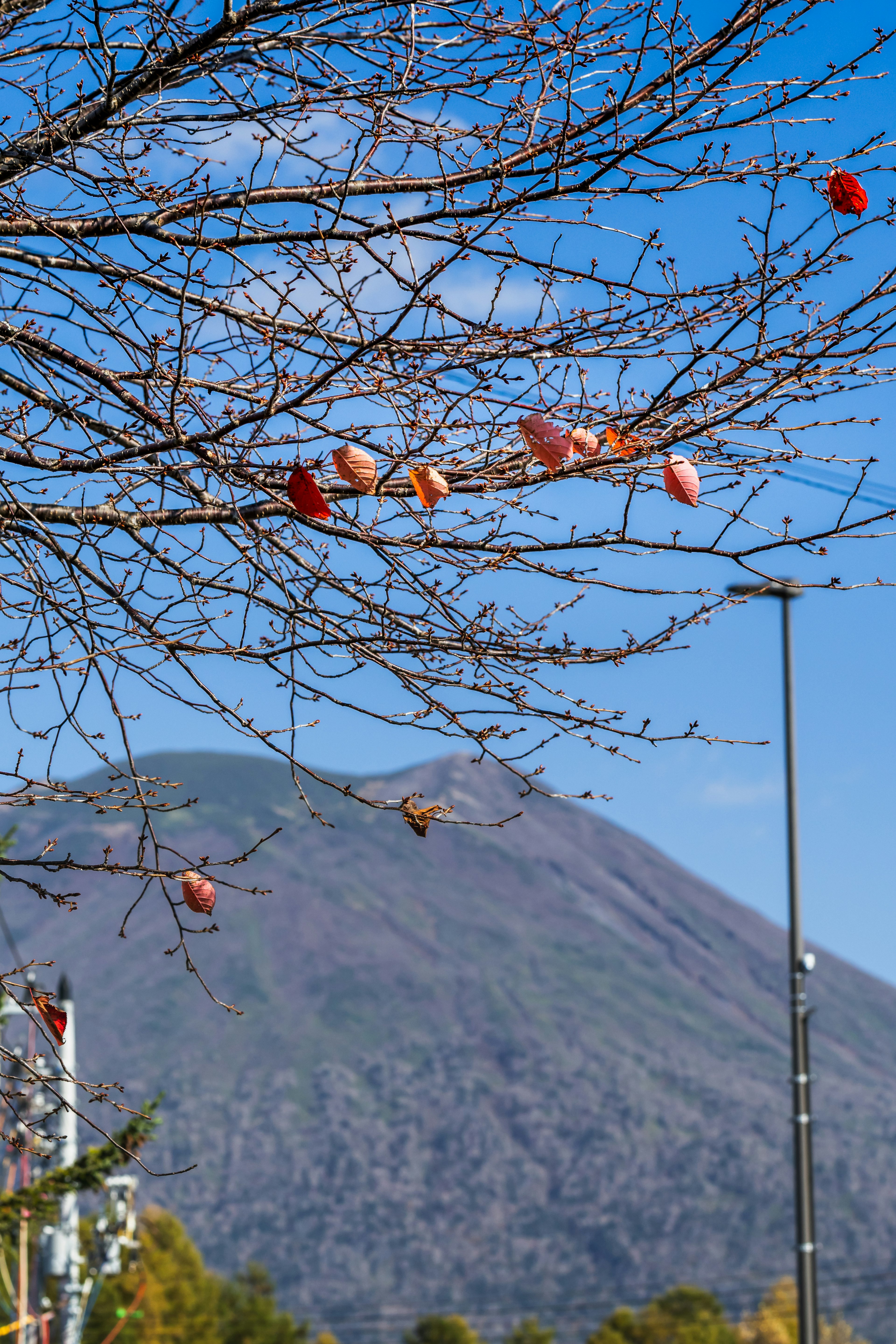 背景的山和光禿的樹枝上的紅色水果