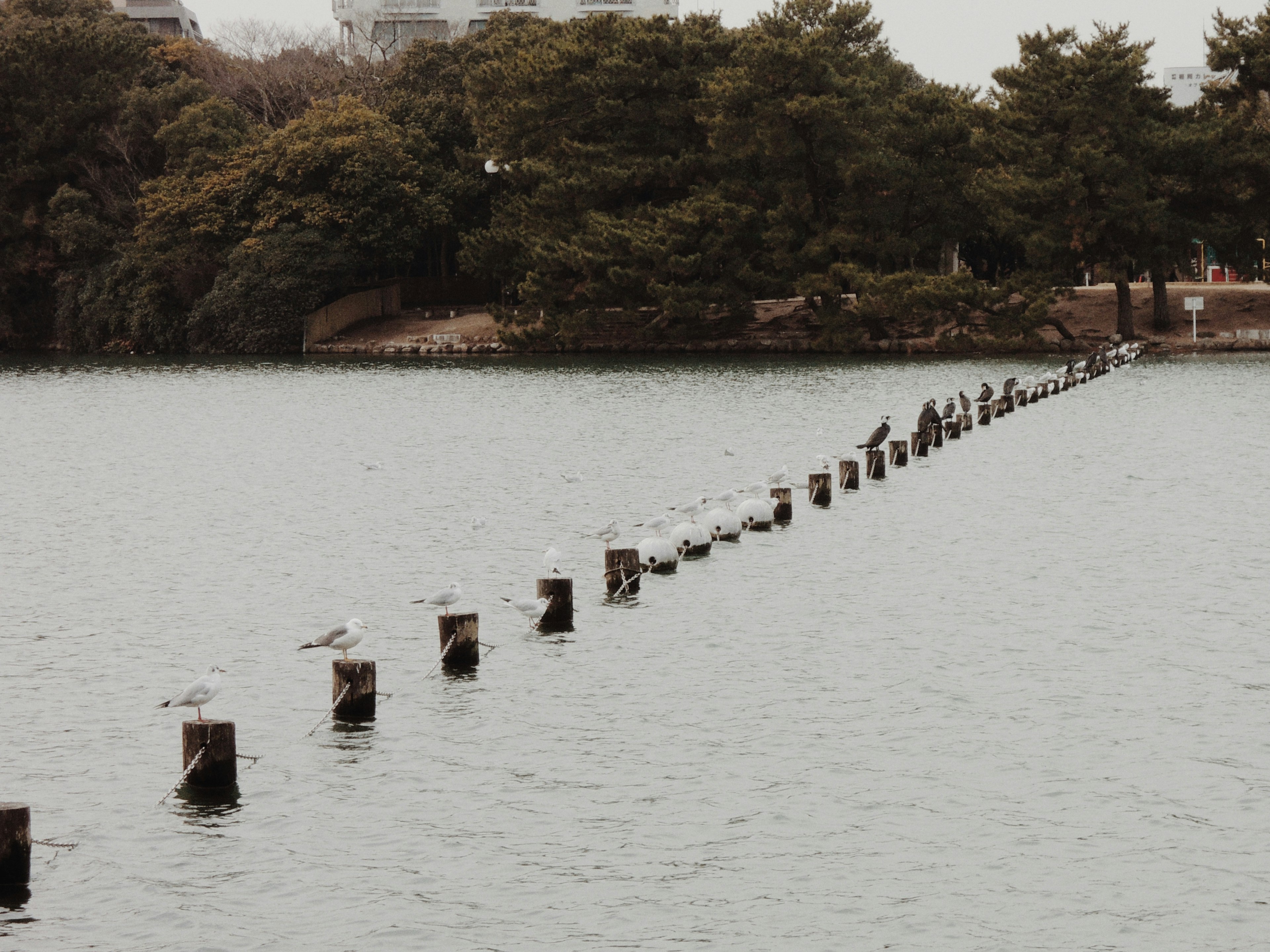 Rangée de poteaux en bois sur l'eau avec des arbres verts environnants