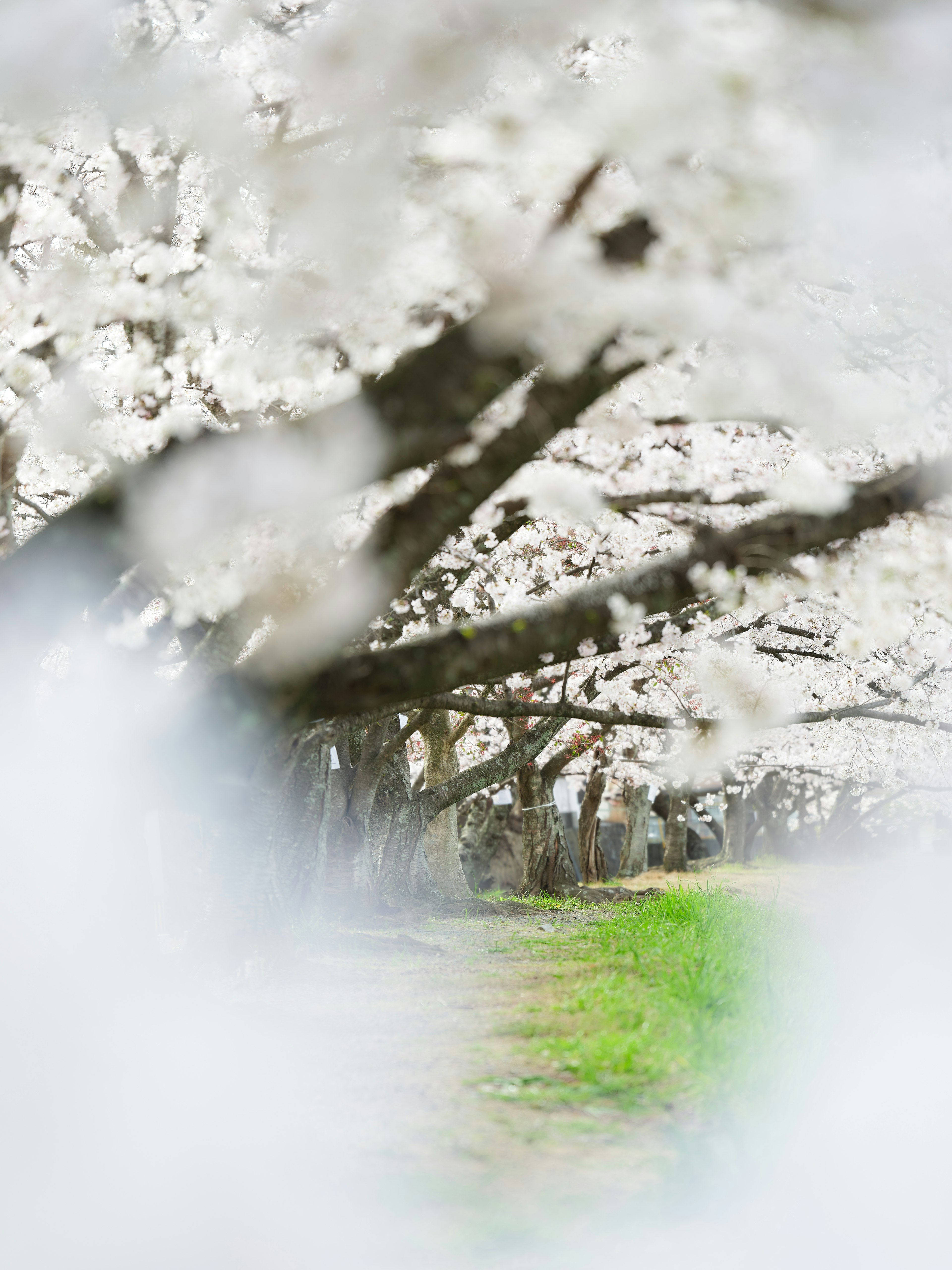 Pemandangan kabur pohon sakura di sepanjang jalan