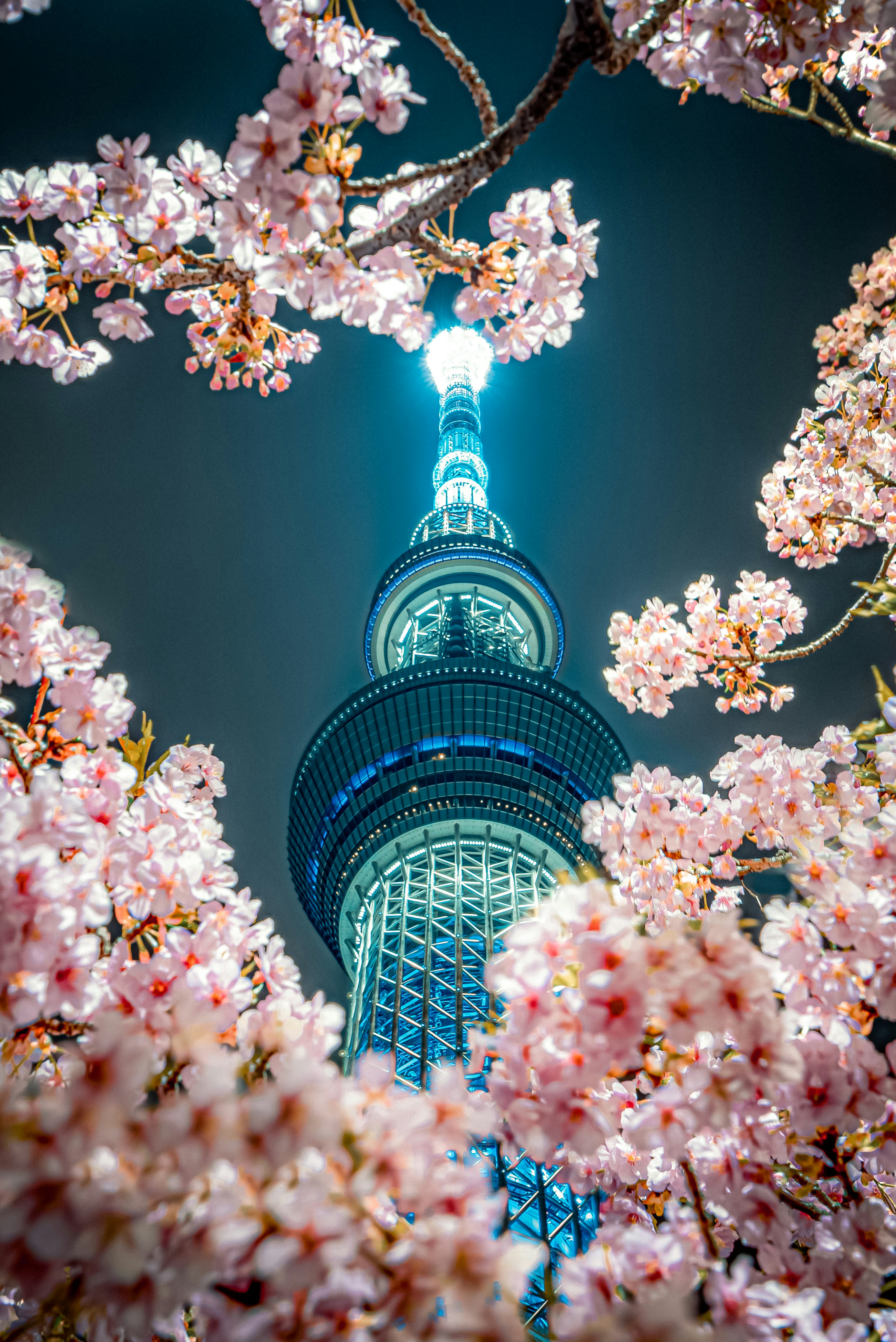 桜の花に囲まれた東京スカイツリーの夜景