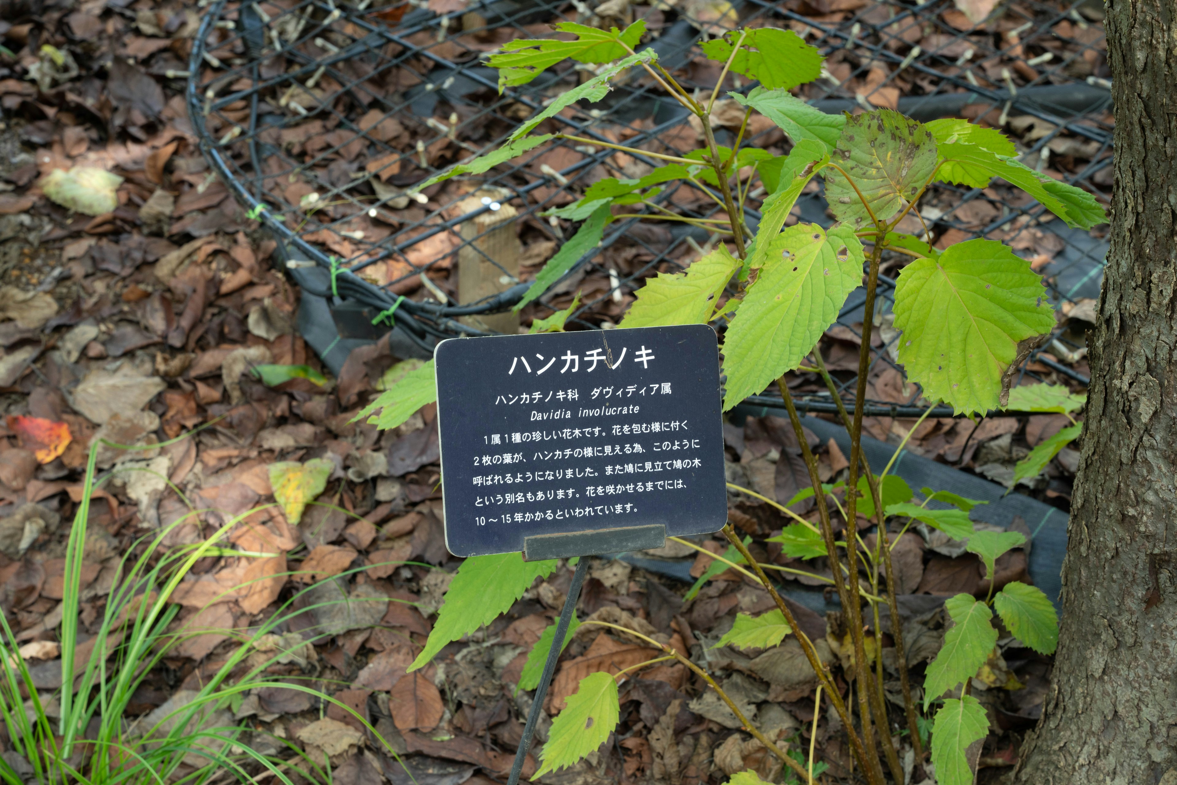 Placa descriptiva para el árbol de pañuelo con hojas verdes