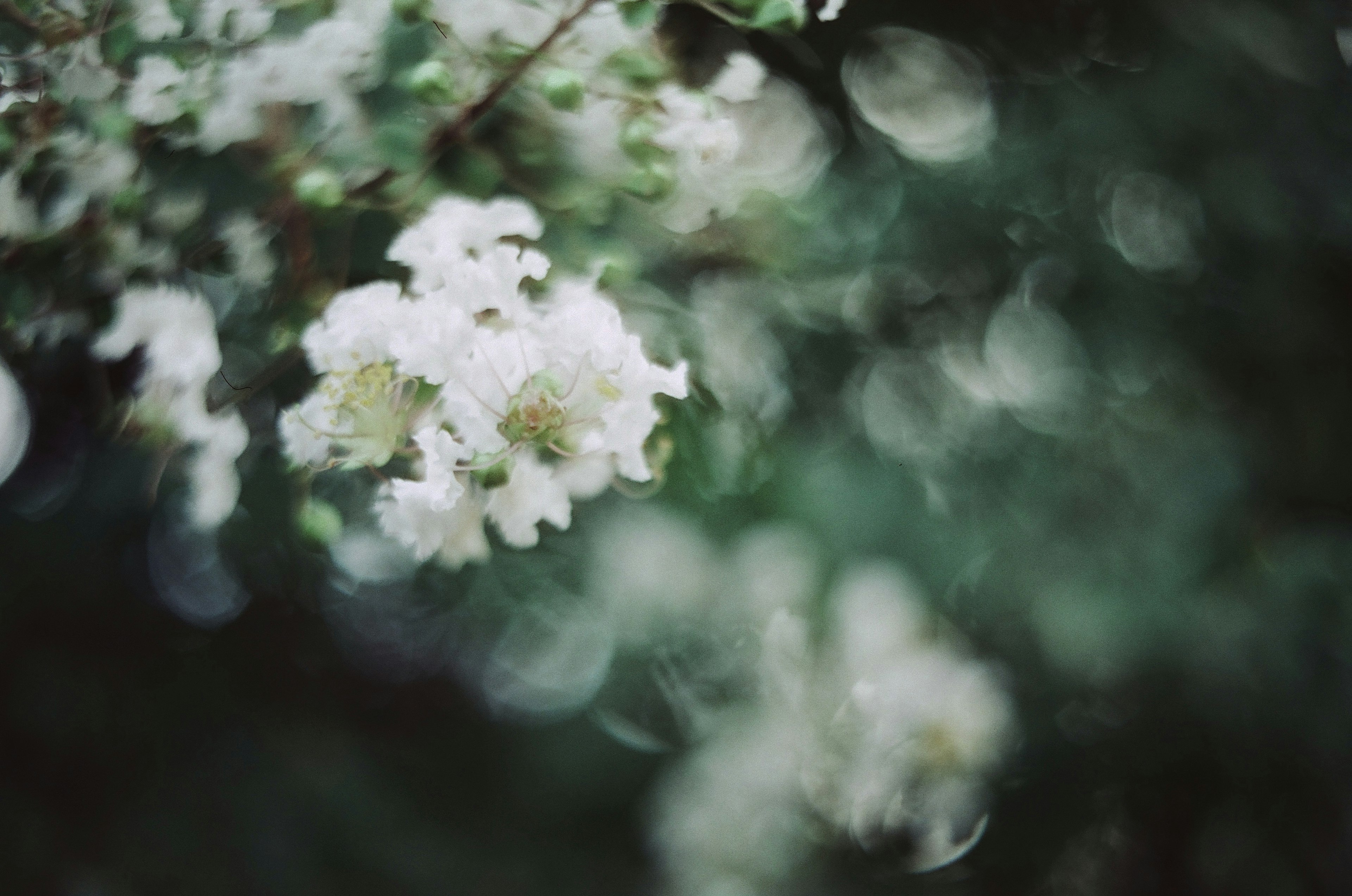 Soft white flowers floating against a blurred green background