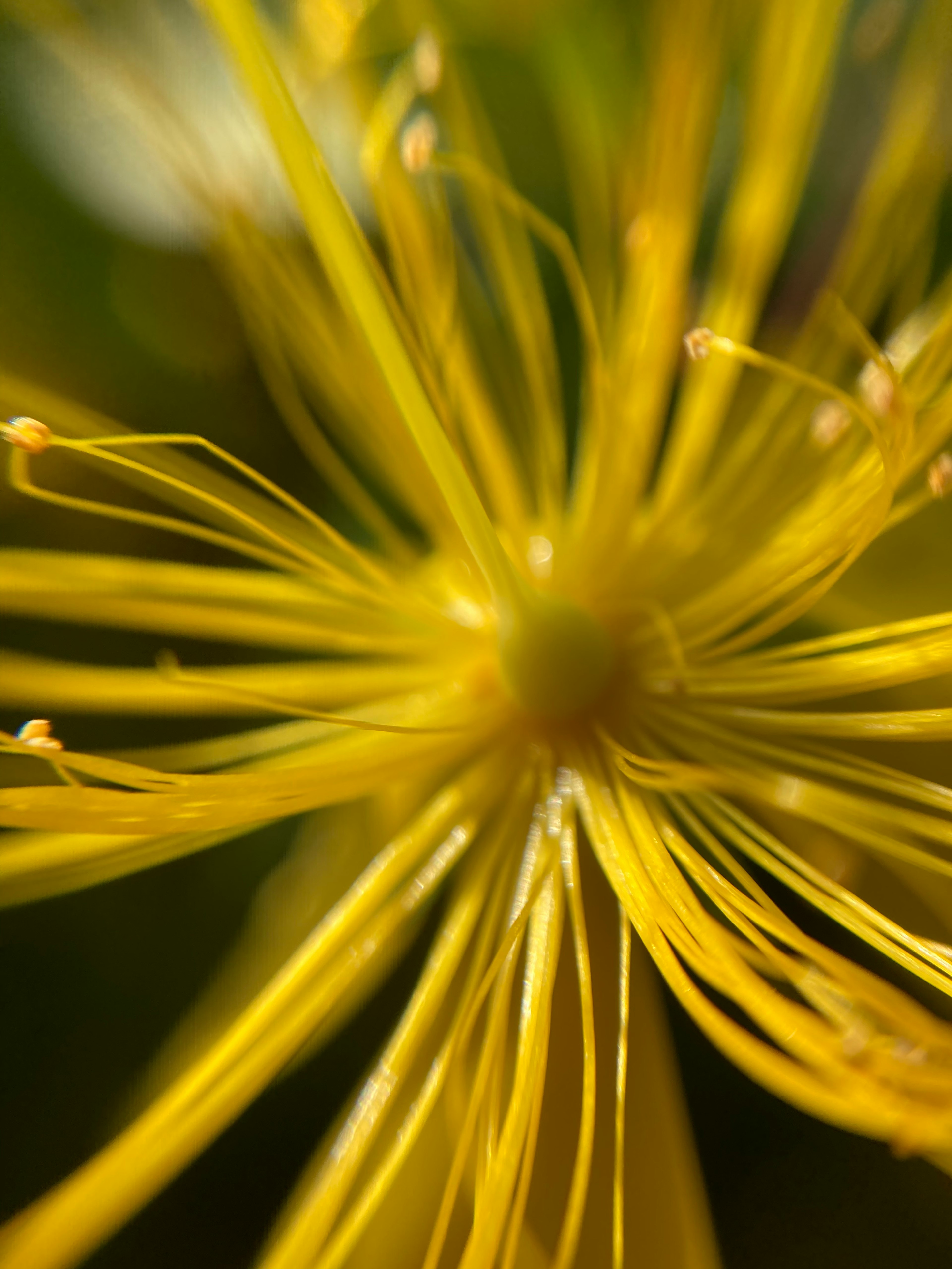 Primo piano del centro di un fiore giallo con petali allungati che si irradiano verso l'esterno