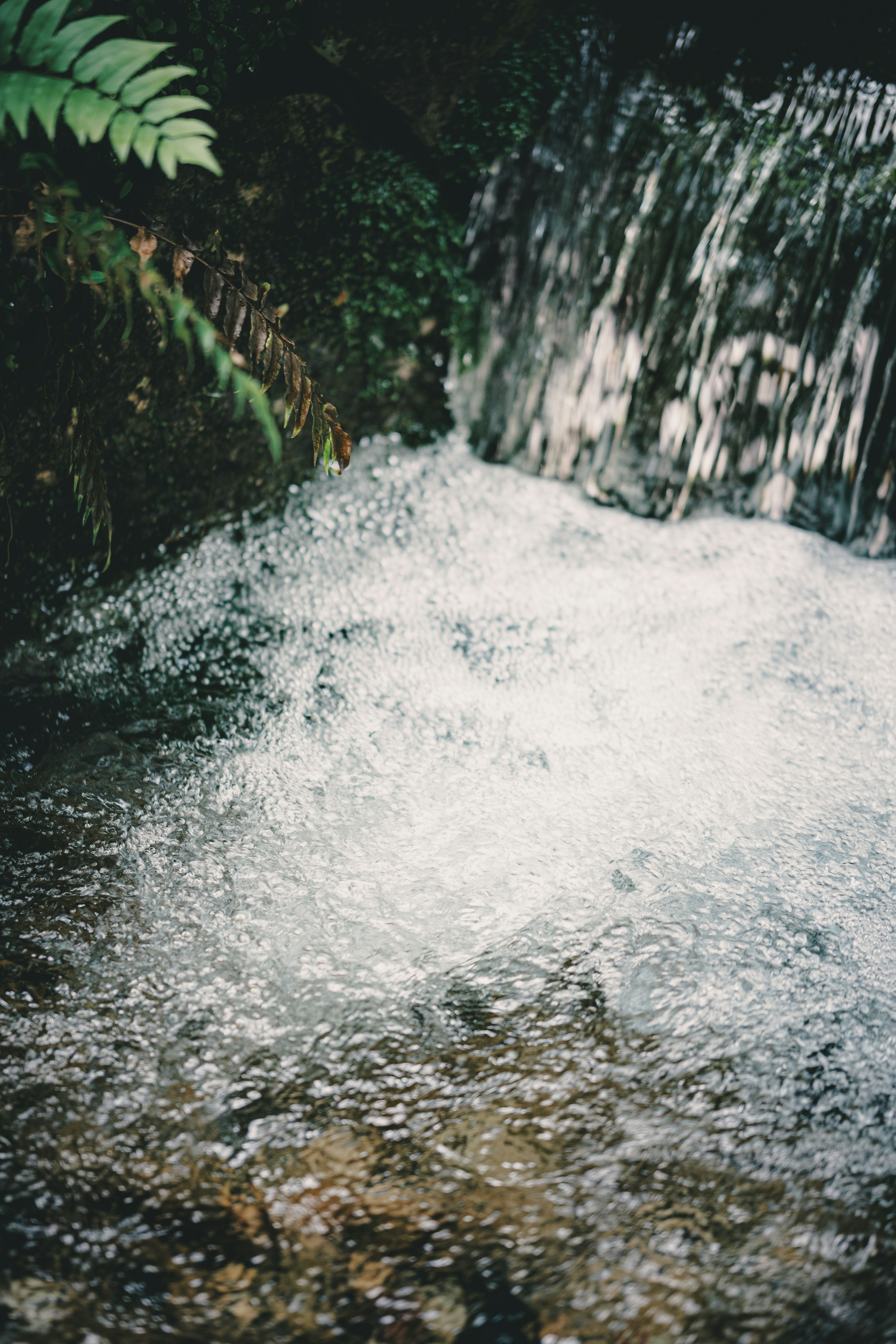 Un arroyo de agua fluyendo sobre rocas rodeadas de vegetación exuberante