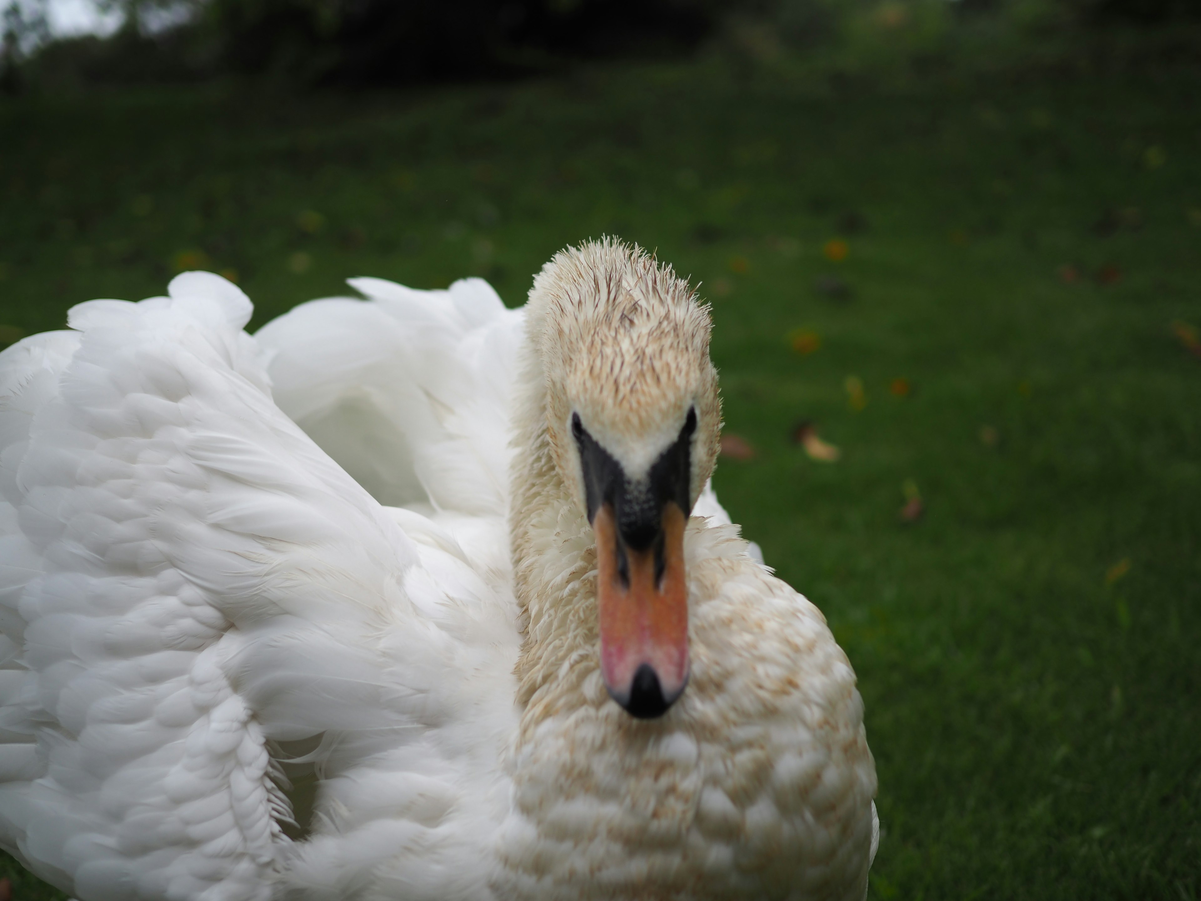 Nahaufnahme eines Schwans auf Gras