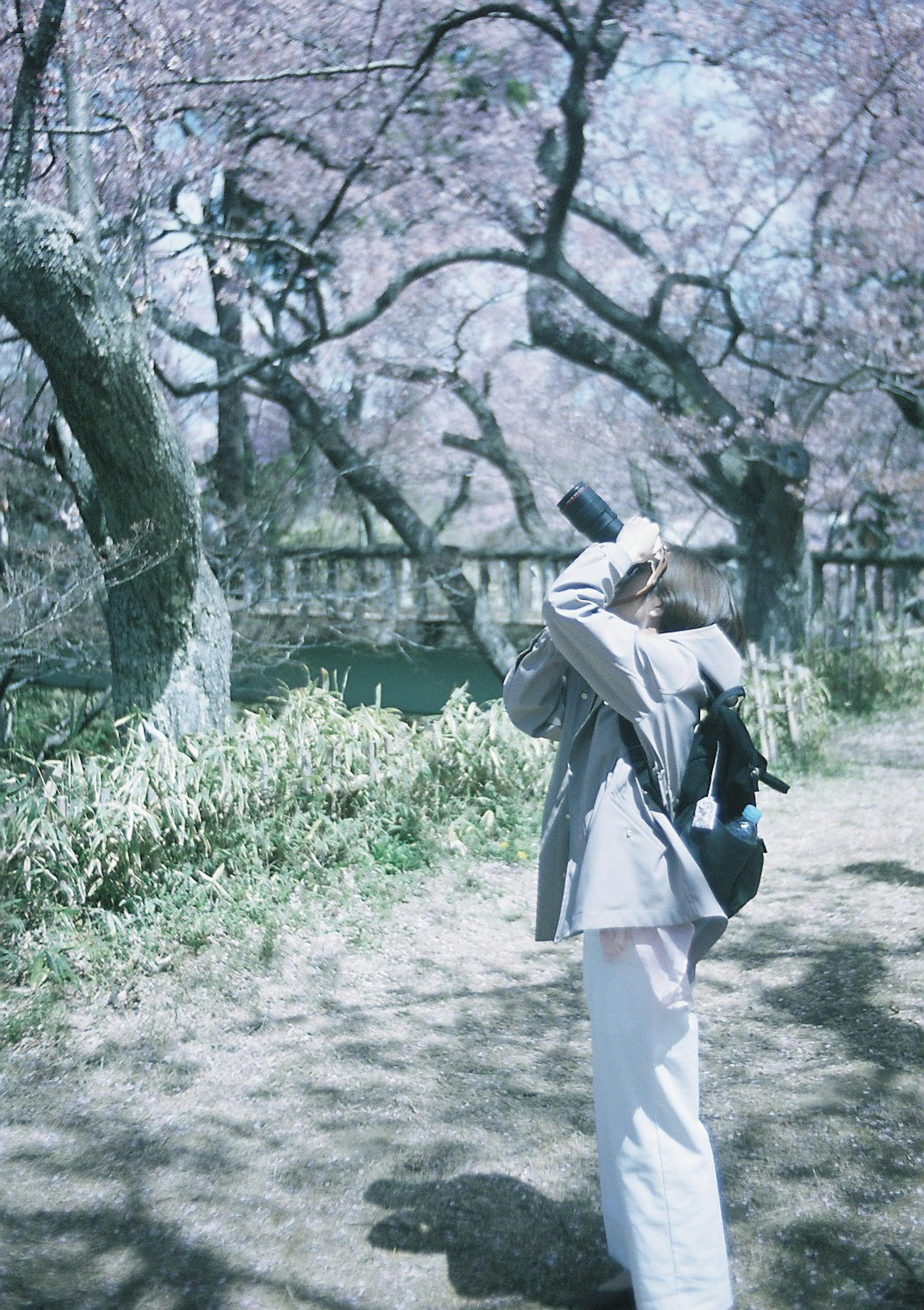 Person holding a camera under cherry blossom trees