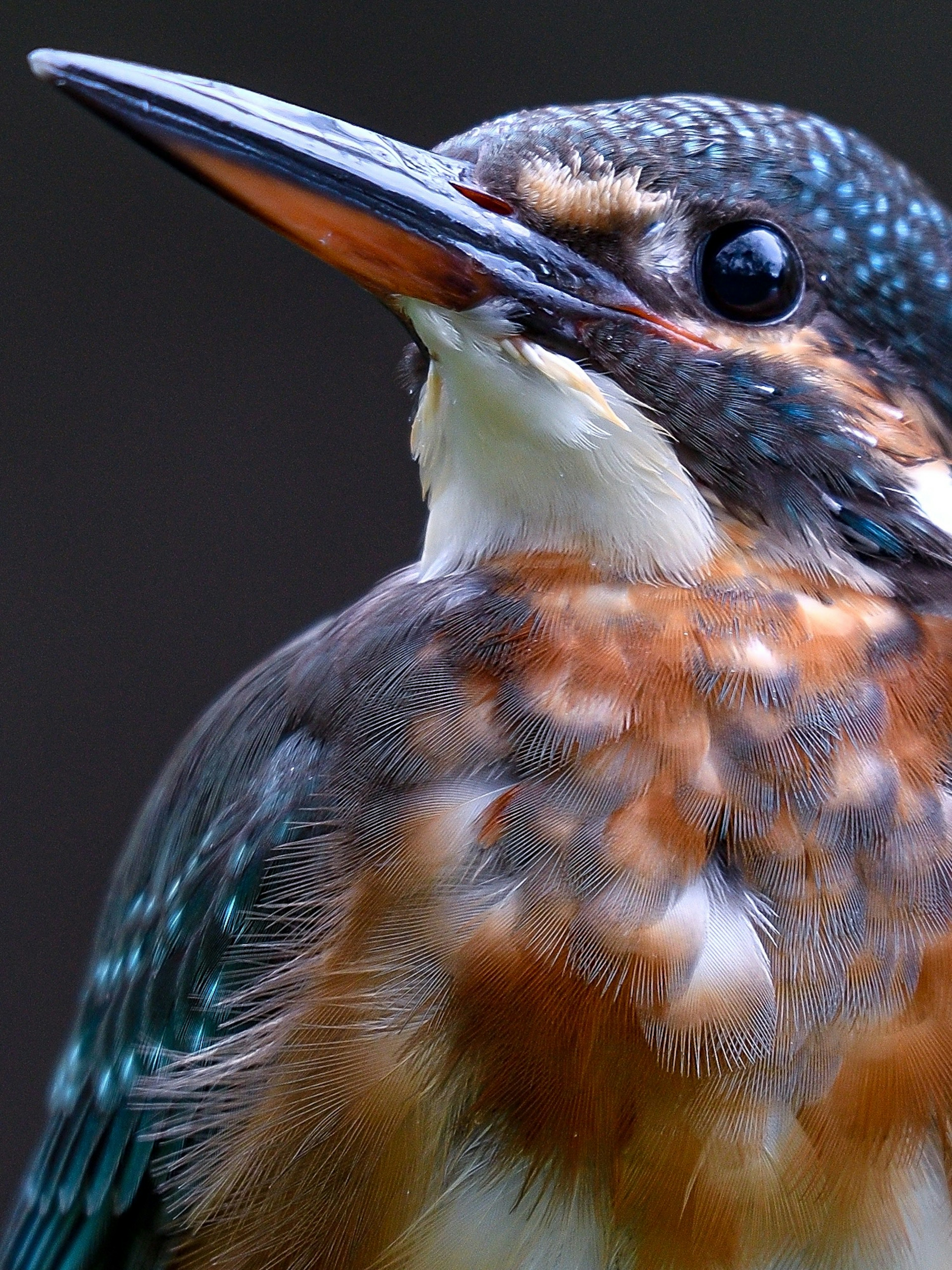 Gros plan d'un martin-pêcheur montrant des plumes vibrantes bleues et oranges