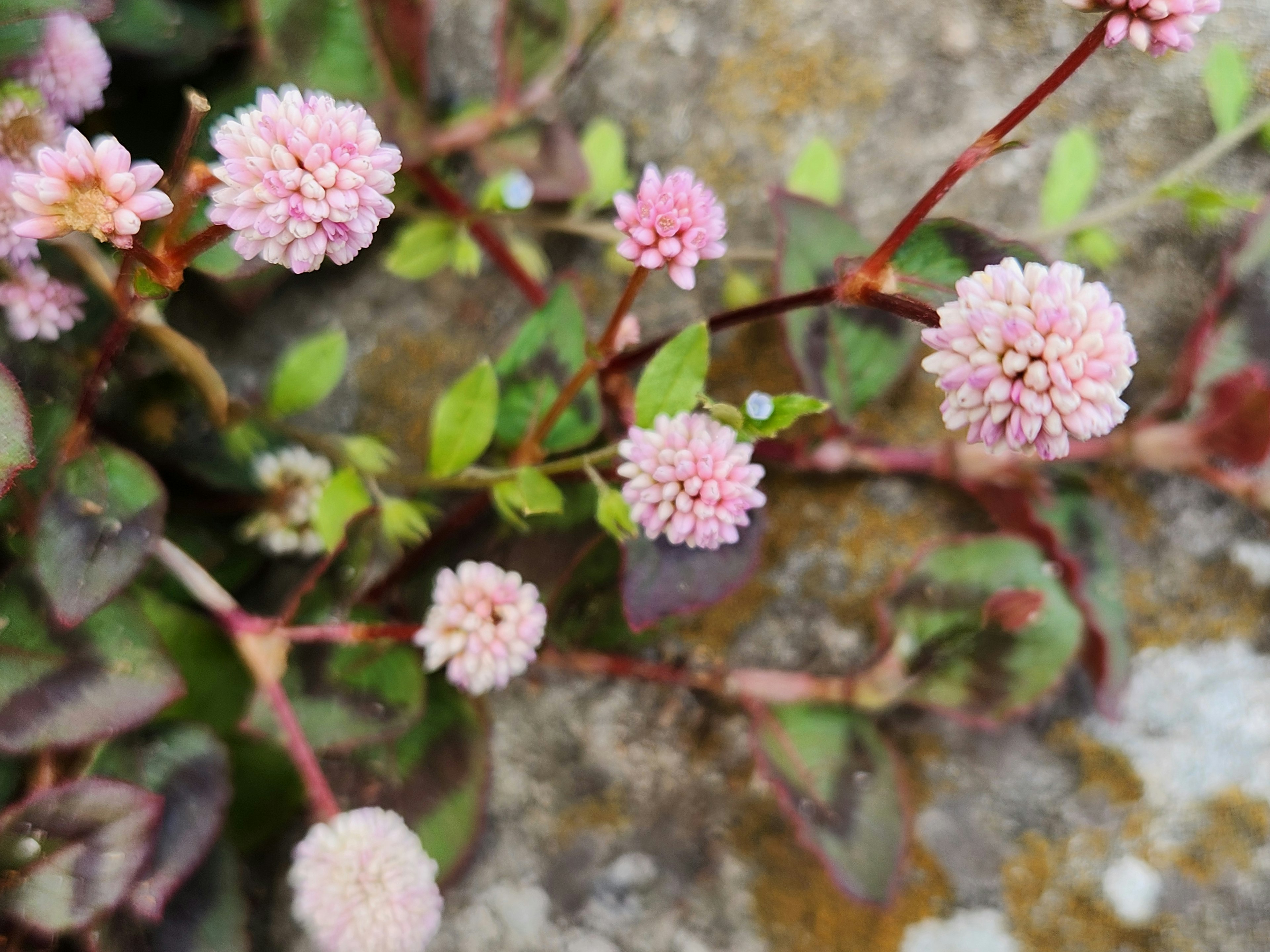 Acercamiento de pequeñas flores rosas y hojas verdes de una planta