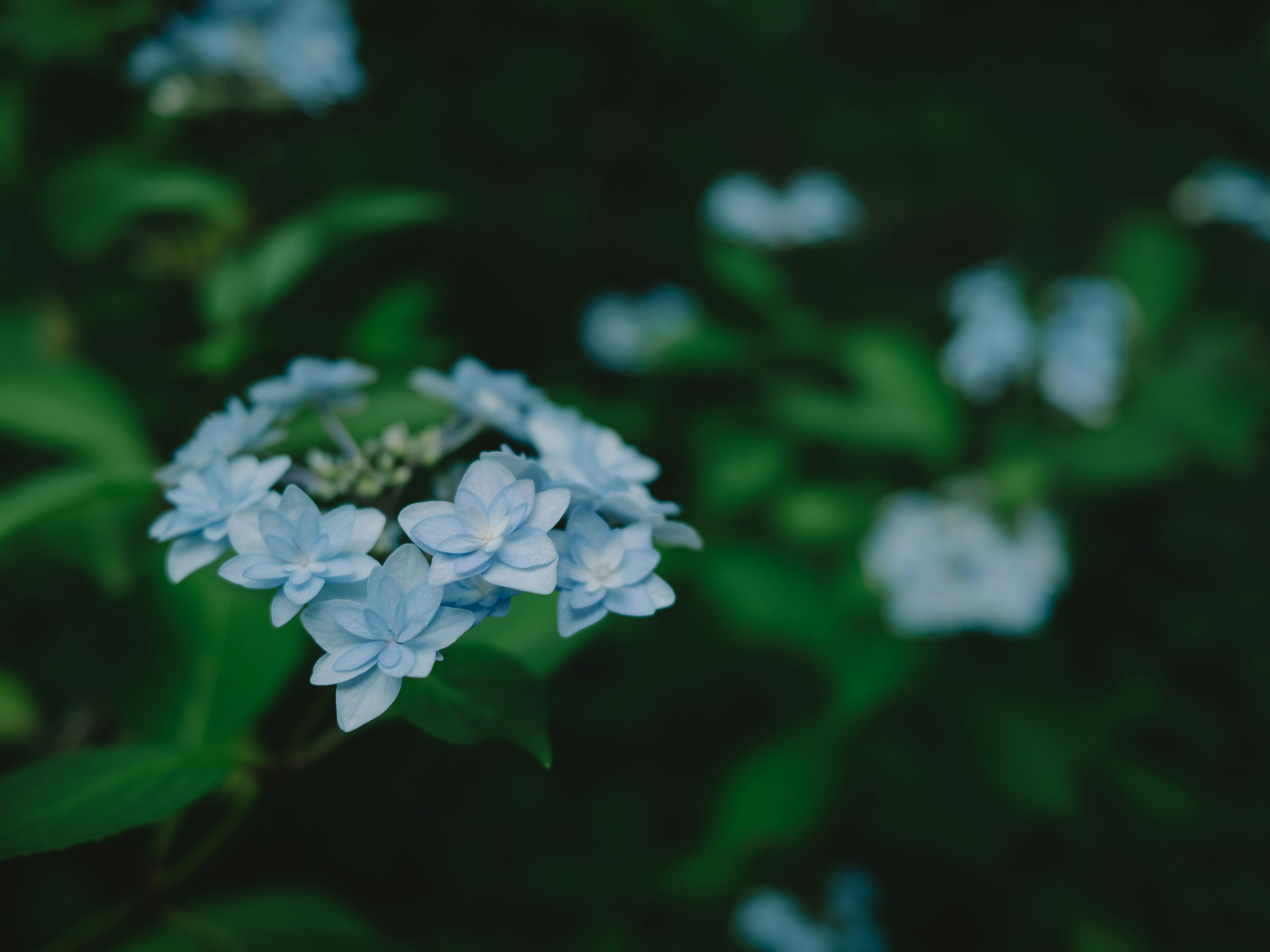 Un gruppo di delicate fiori blu su uno sfondo verde scuro