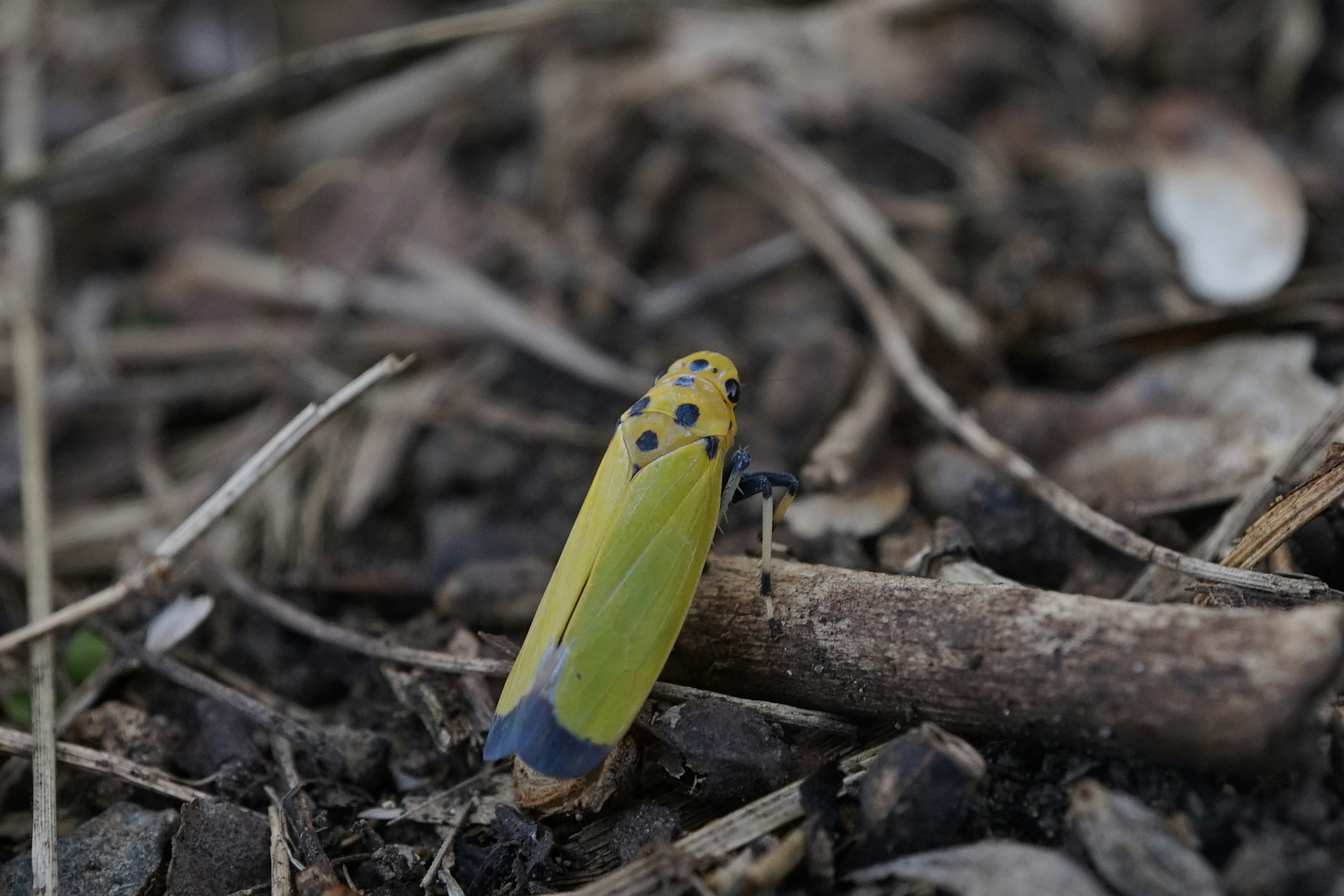 黄色と青の斑点がある昆虫が地面にいる