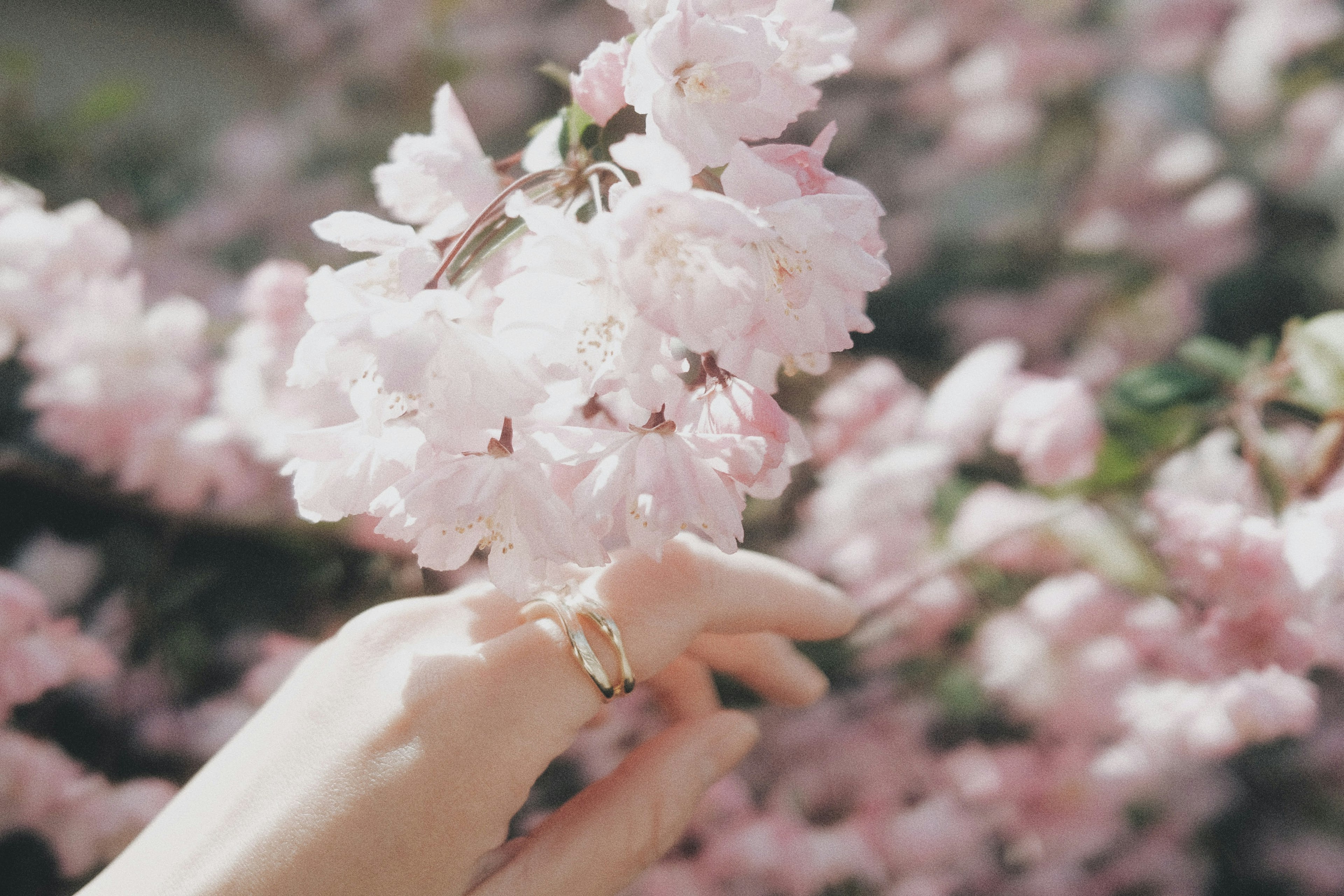 Close-up of a hand gently touching cherry blossoms