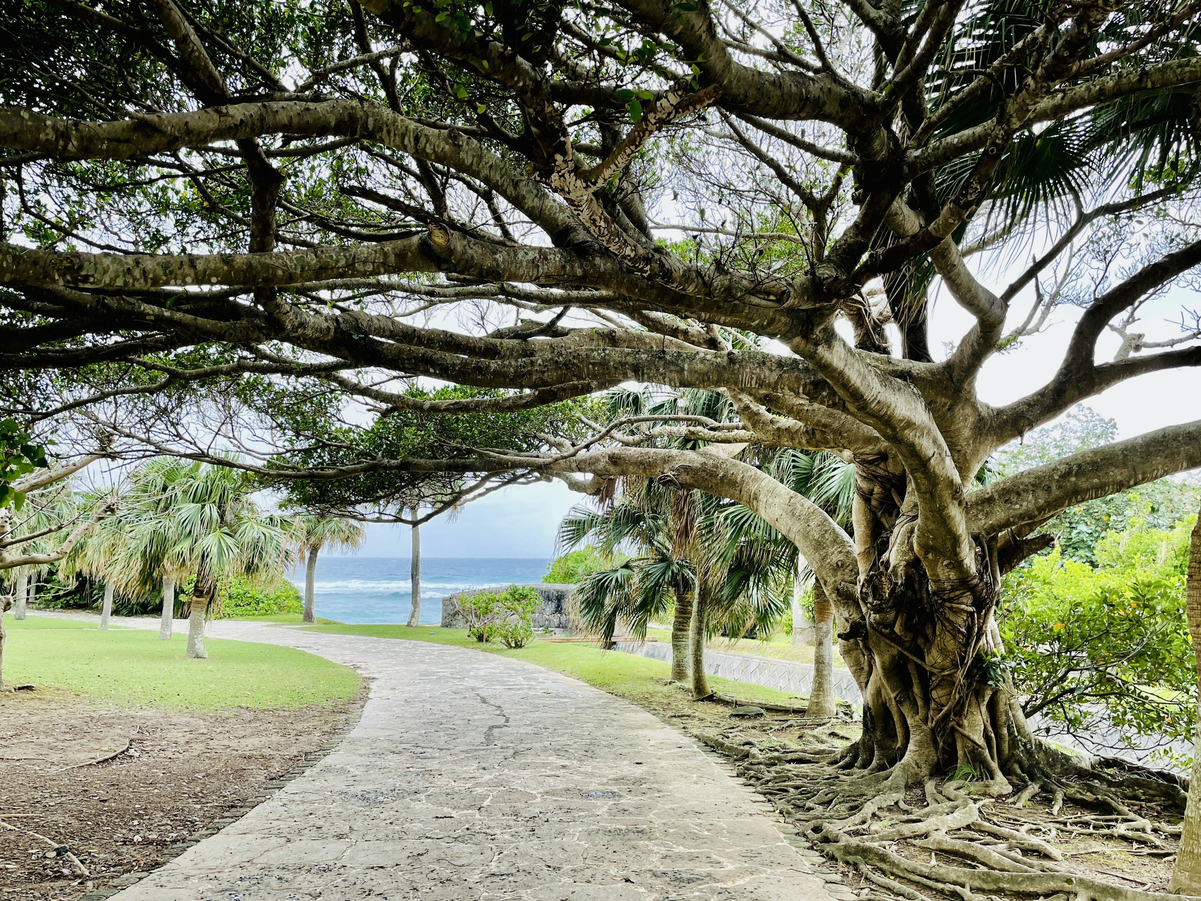 Una escena de parque pintoresca con ramas de árbol que se extienden y un camino sinuoso