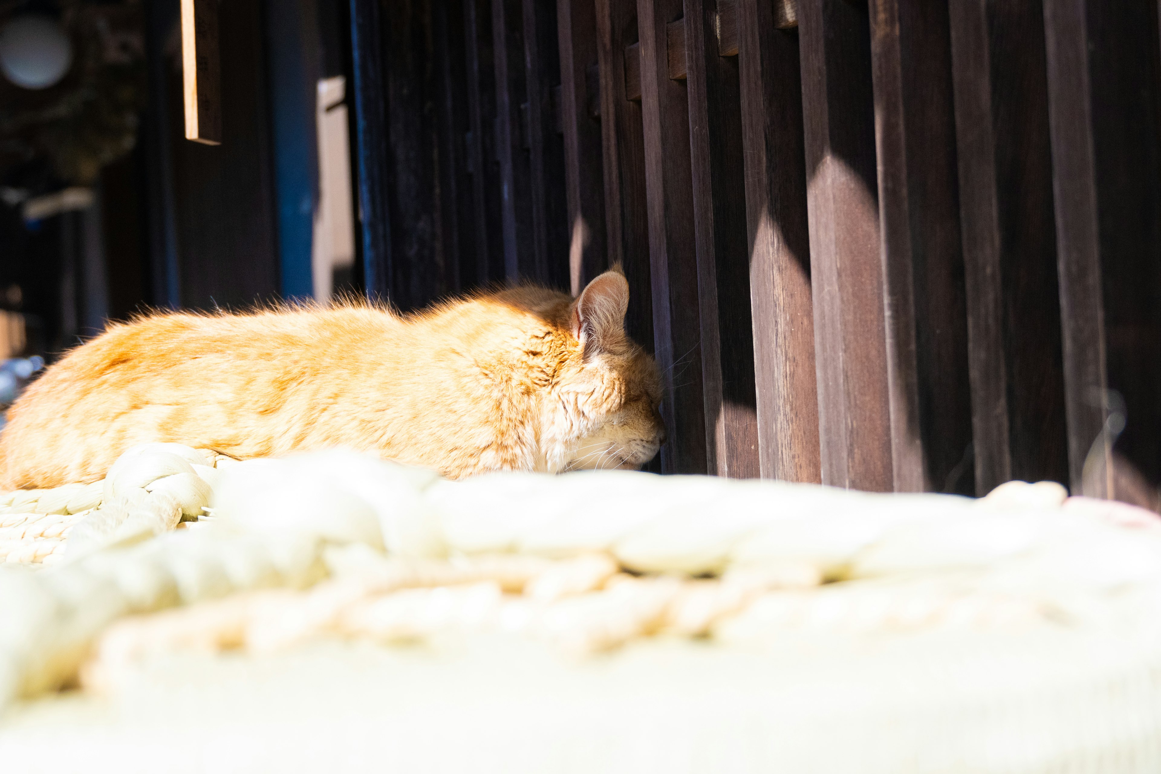 オレンジ色の猫が木のフェンスの近くで寝ている